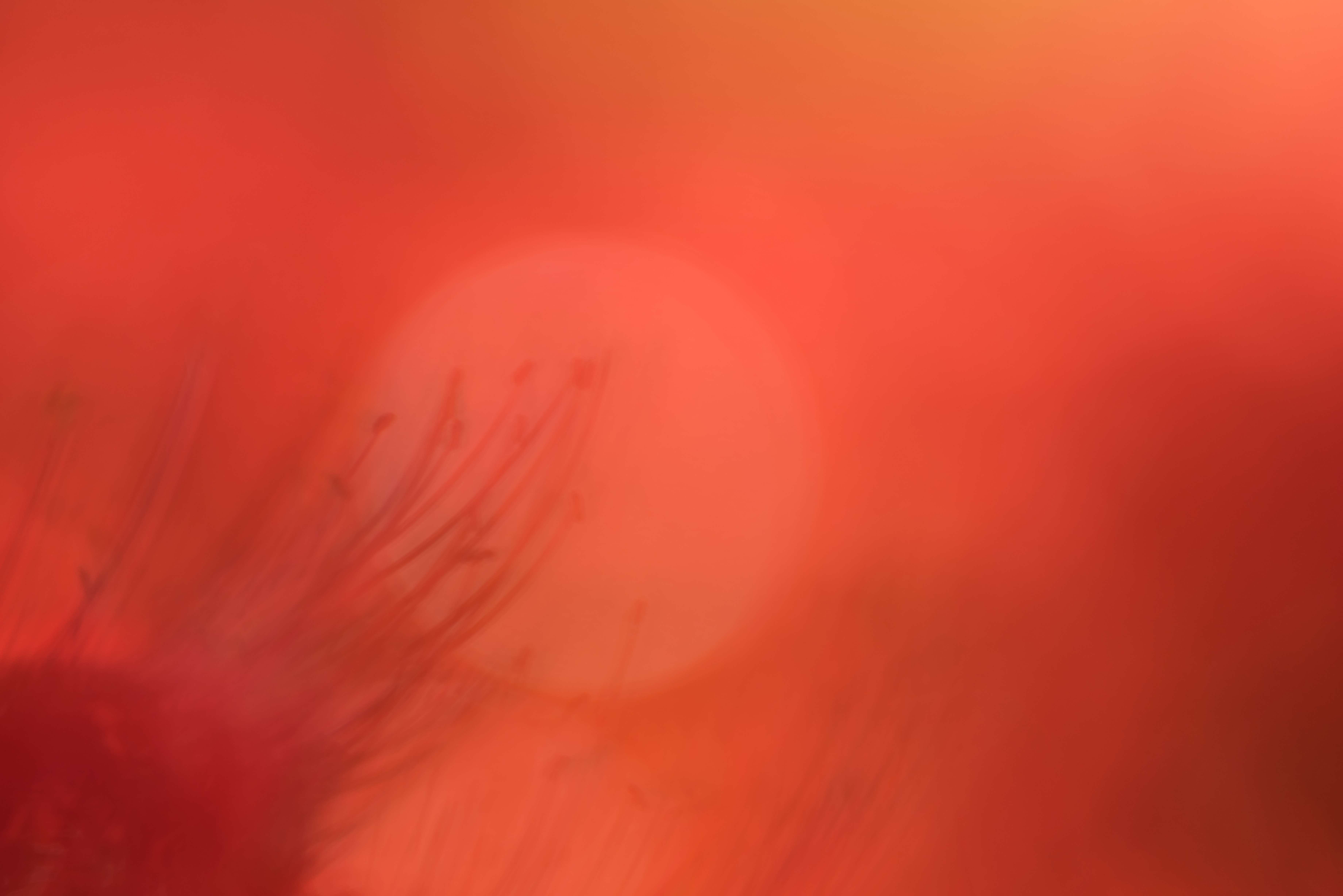 燃える血潮