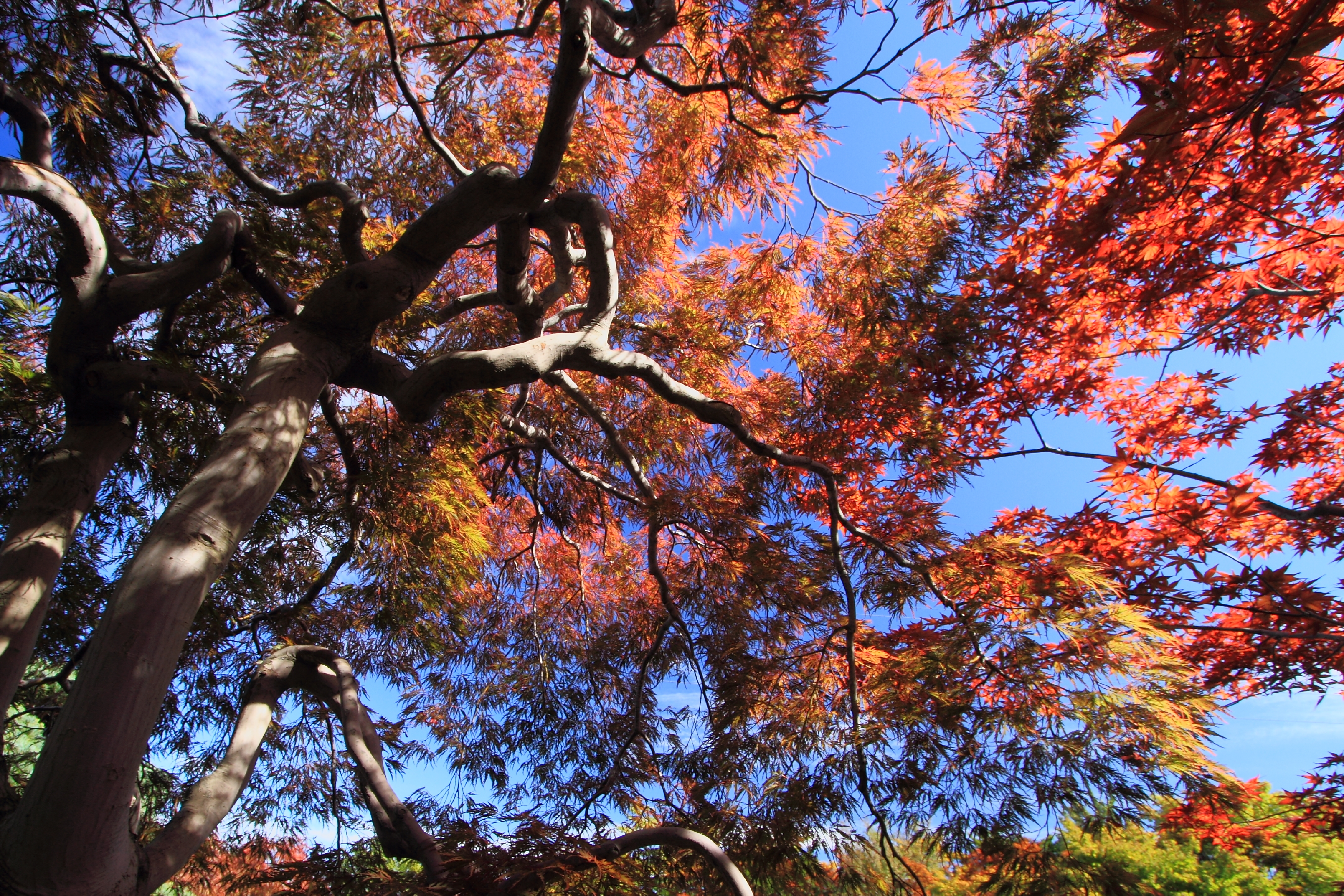 紅葉