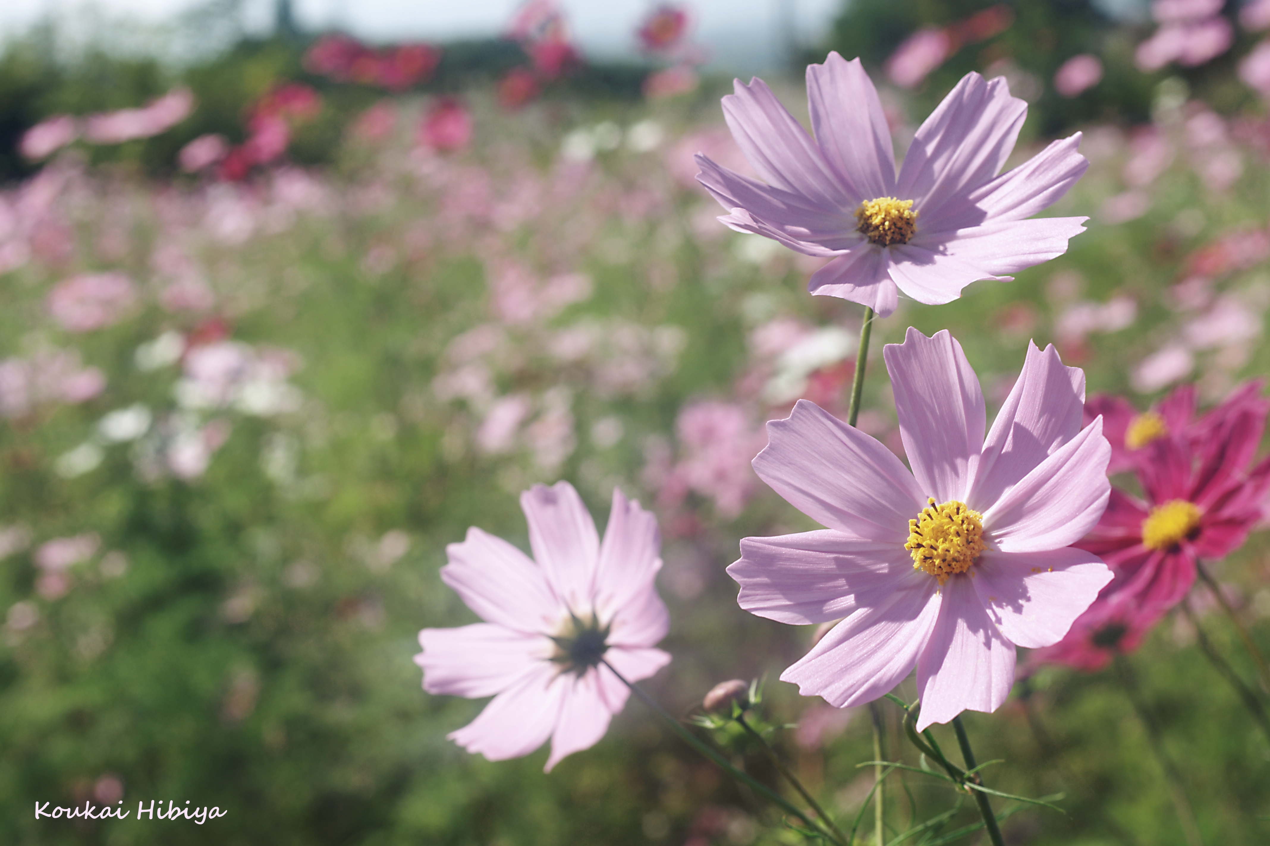 Cosmos