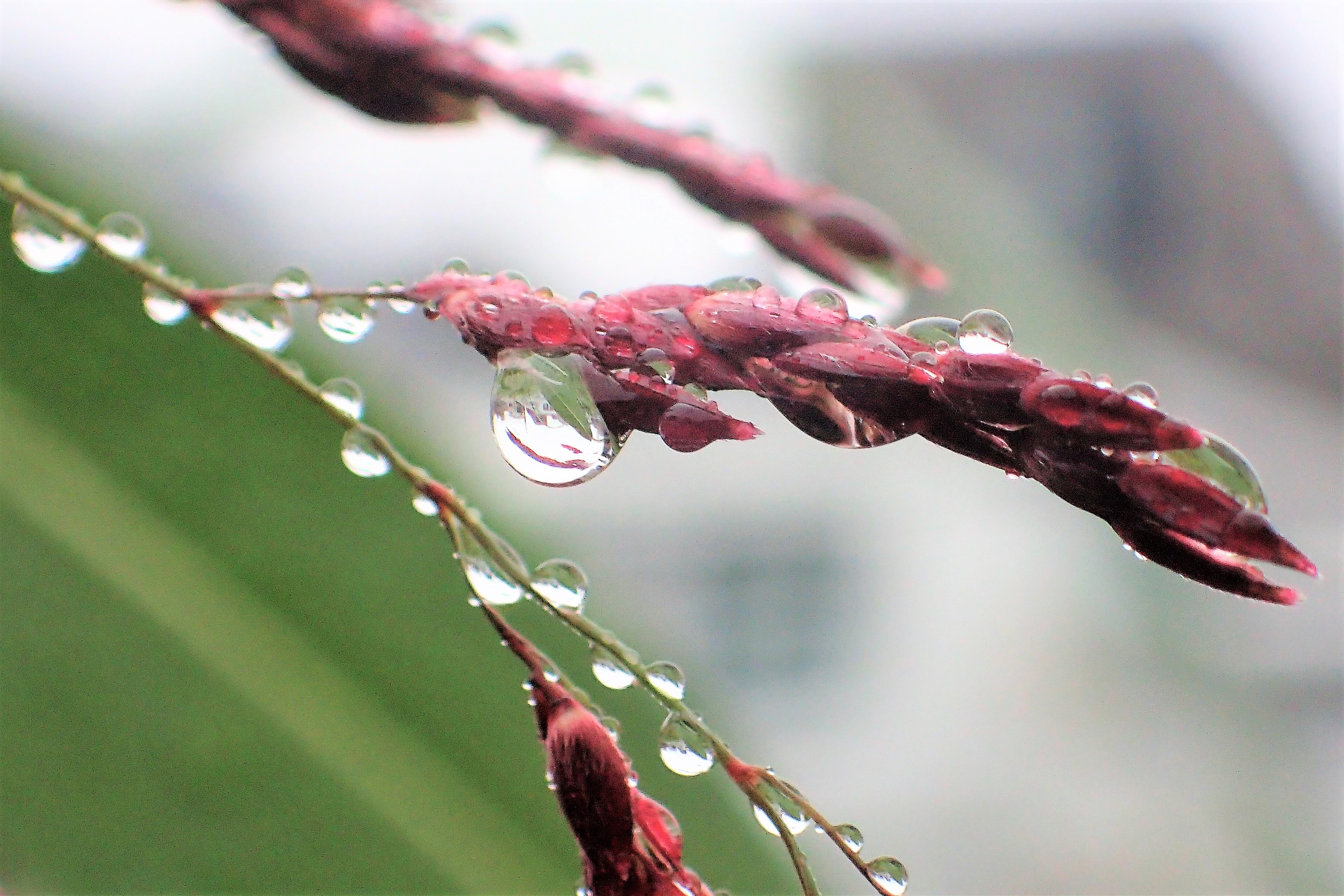 稔りに秋雨