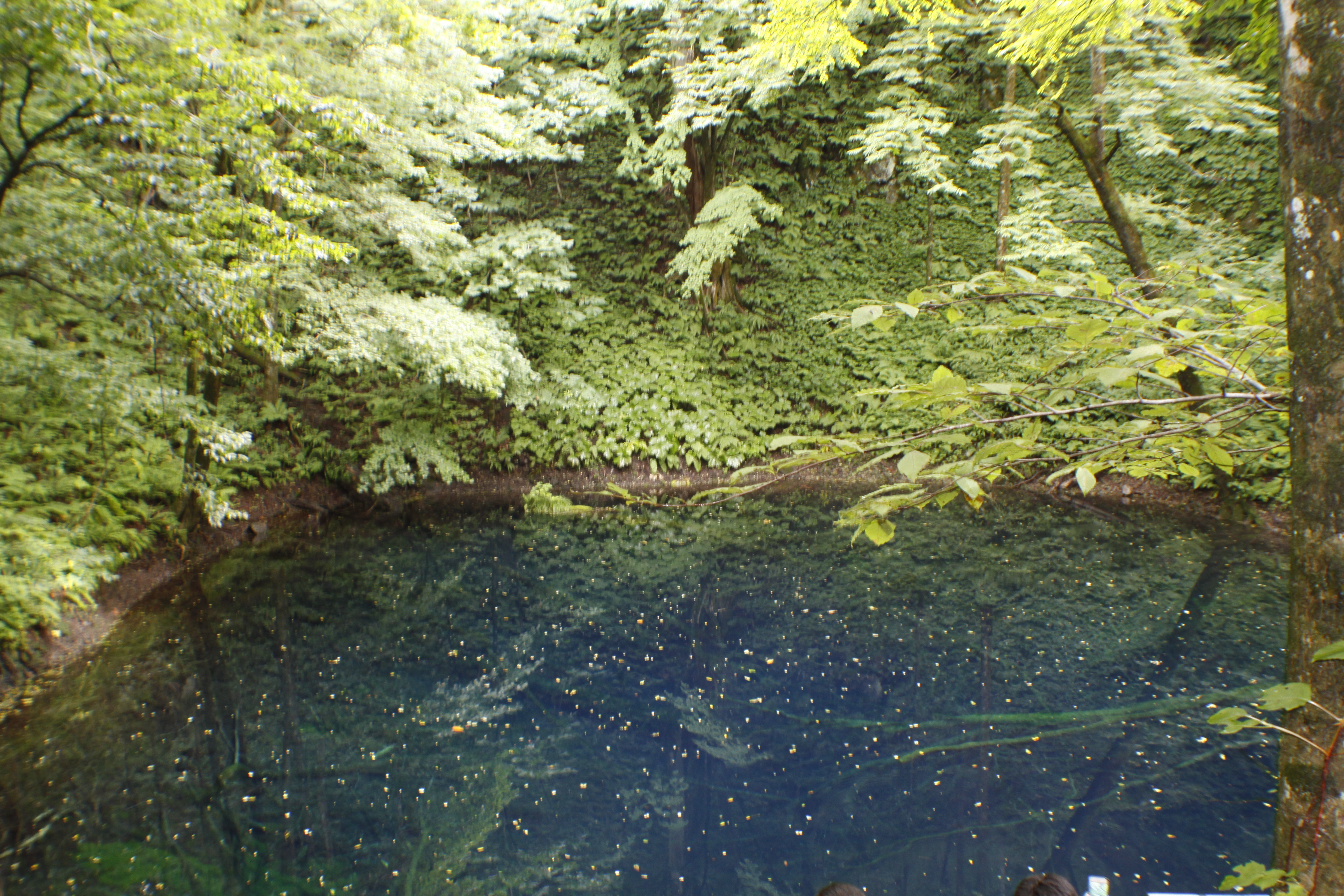 青池