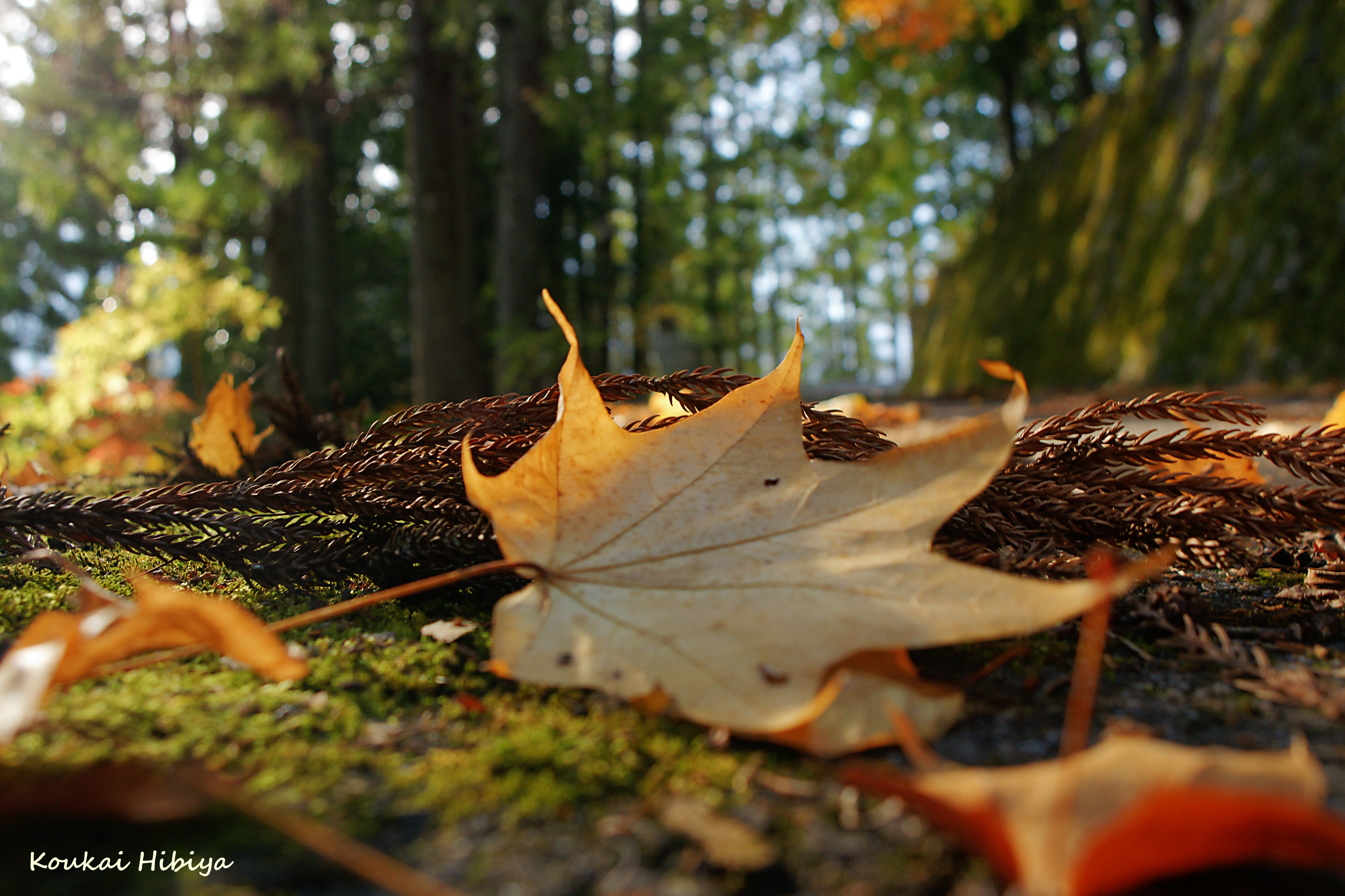 Fall of the leaf. No30