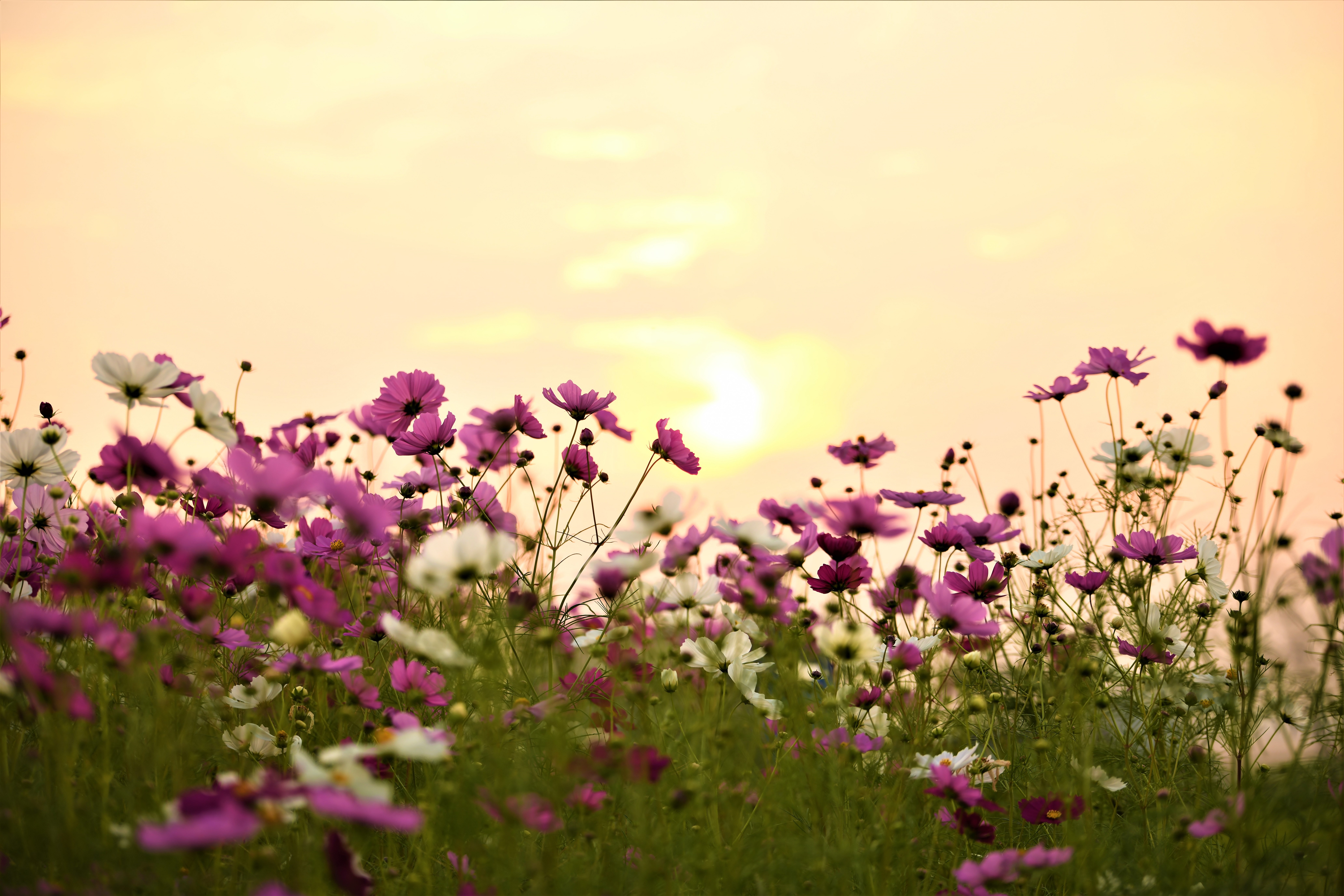 夕暮れコスモス
