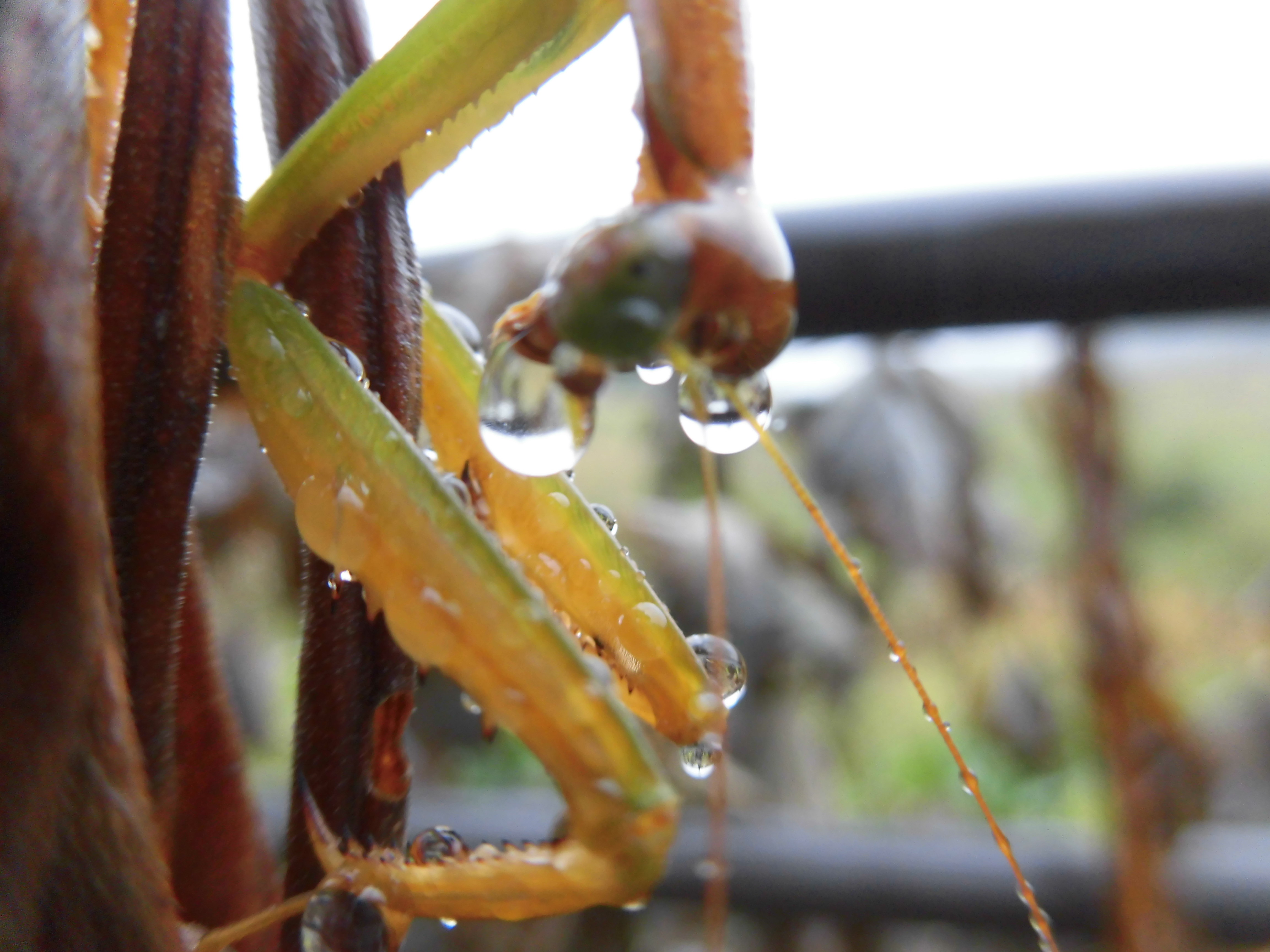 雨の雫カマキリ