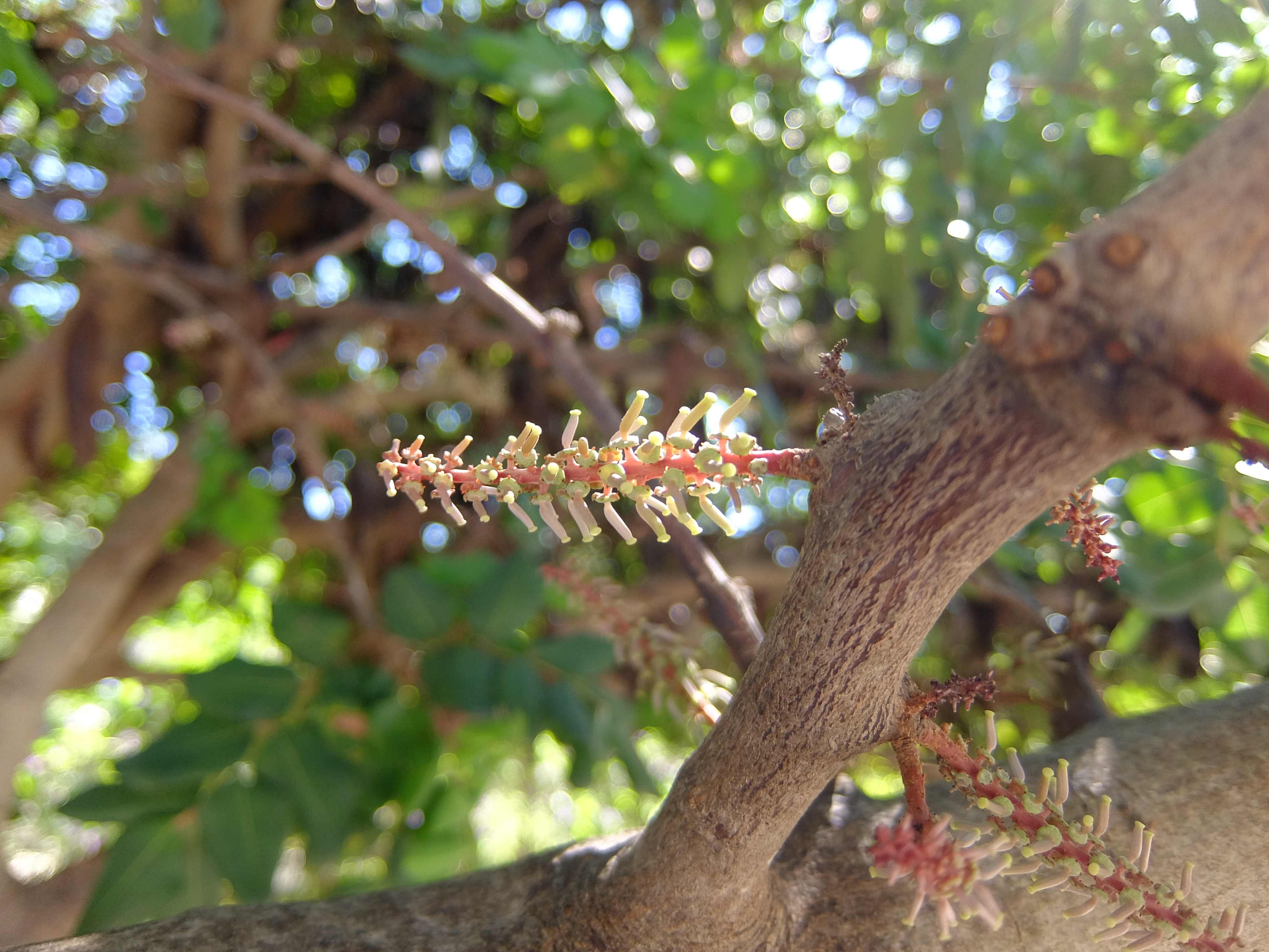 キャロブの花
