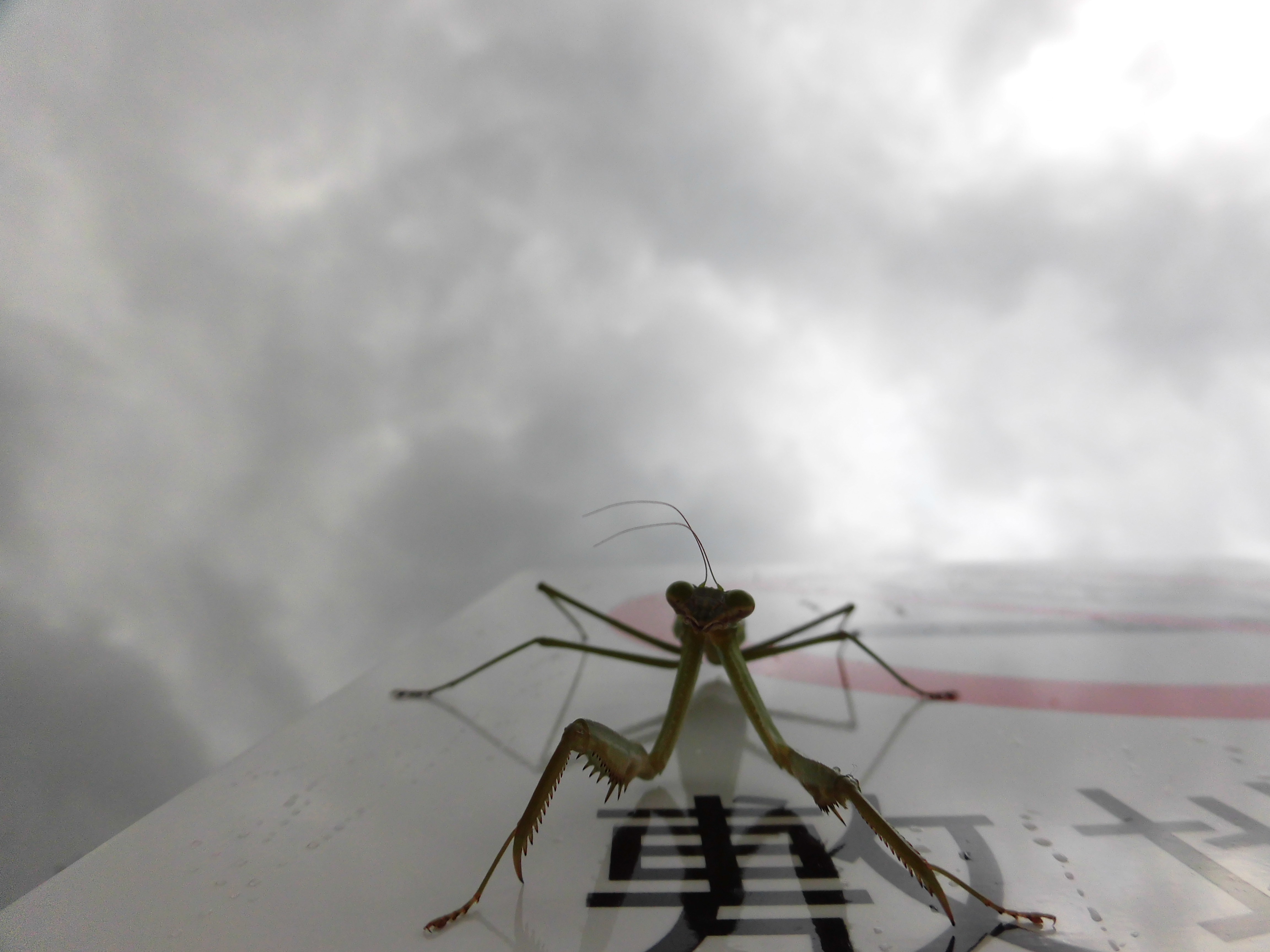 カマキリ