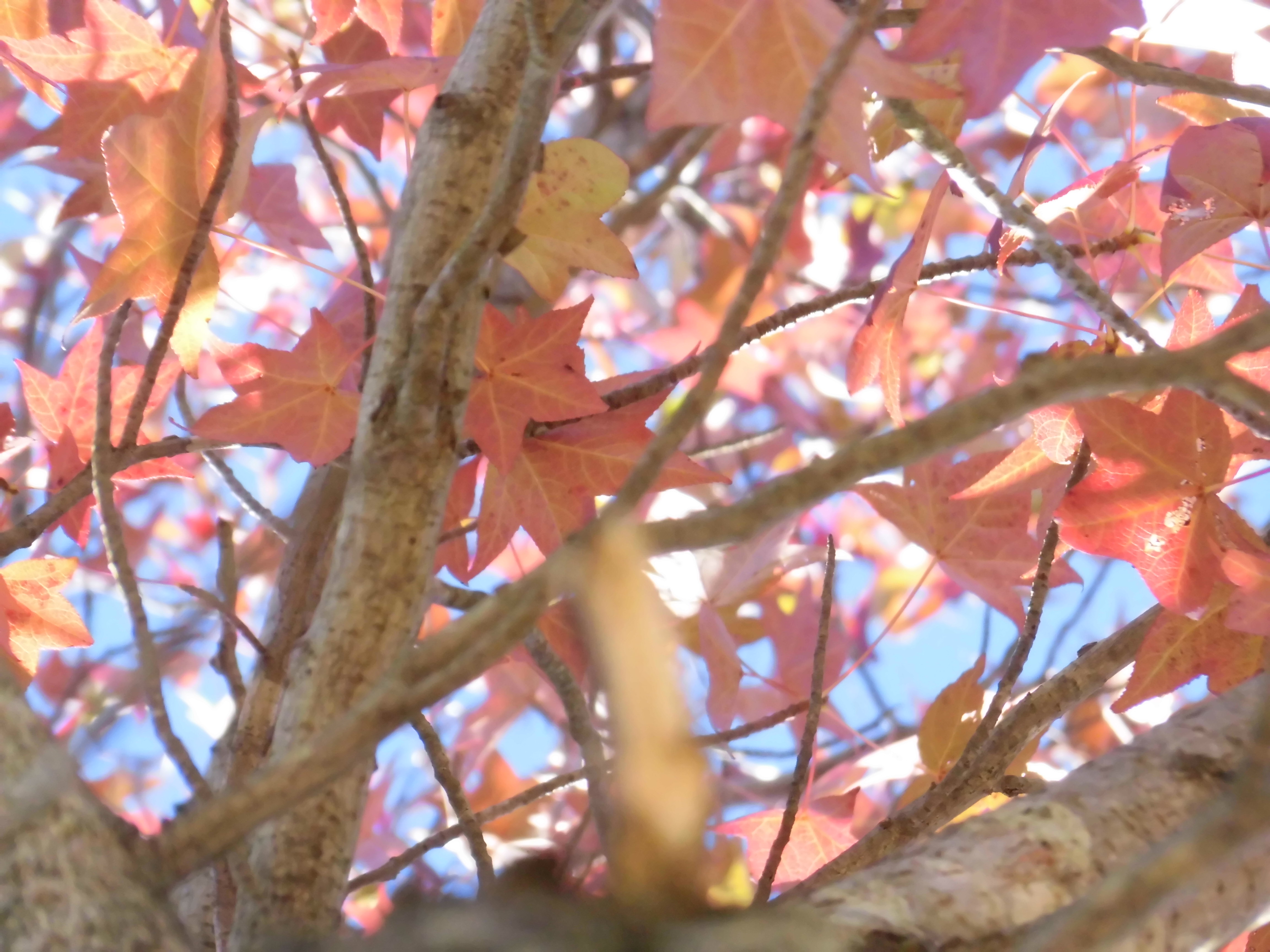 青空紅葉