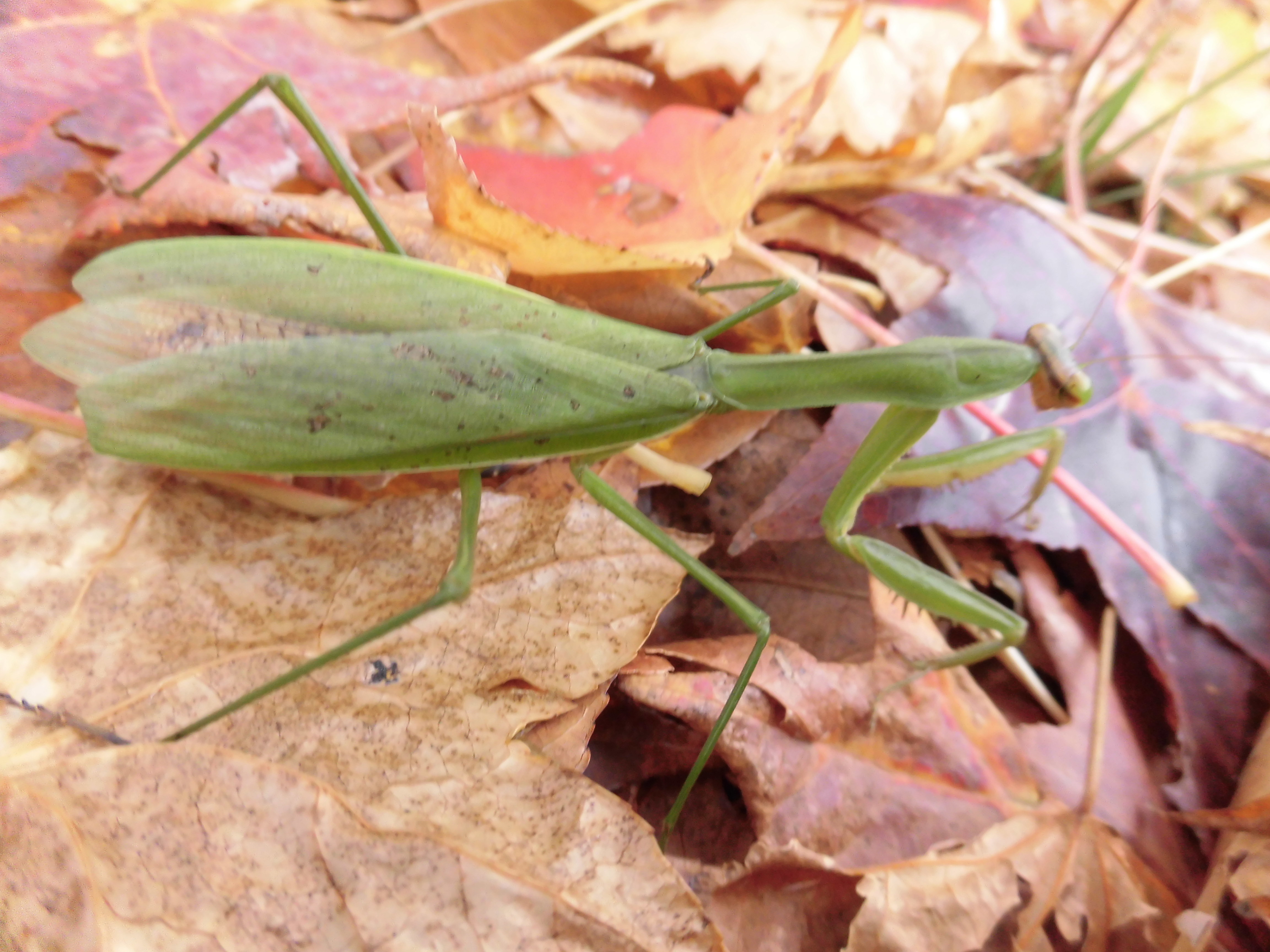 落ち葉カマキリ