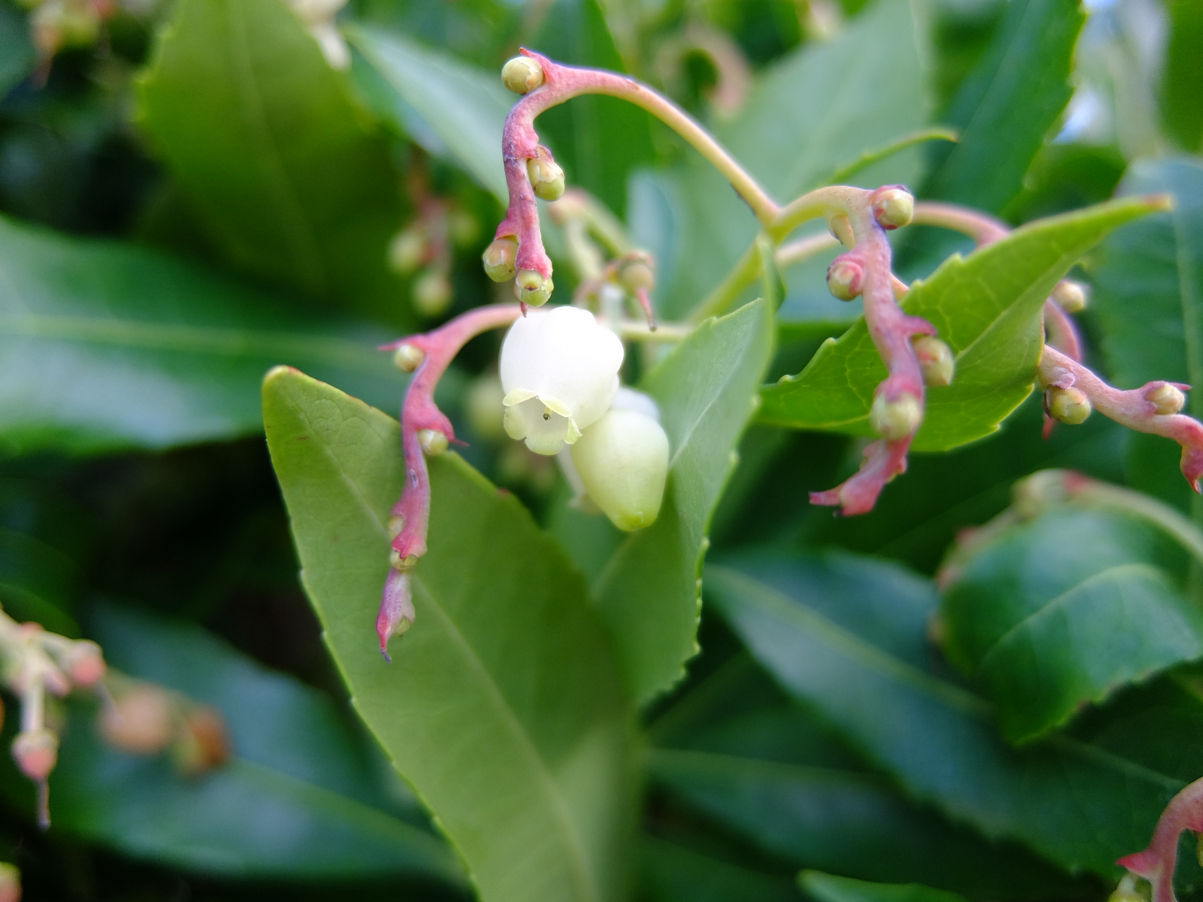 イチゴノキの花