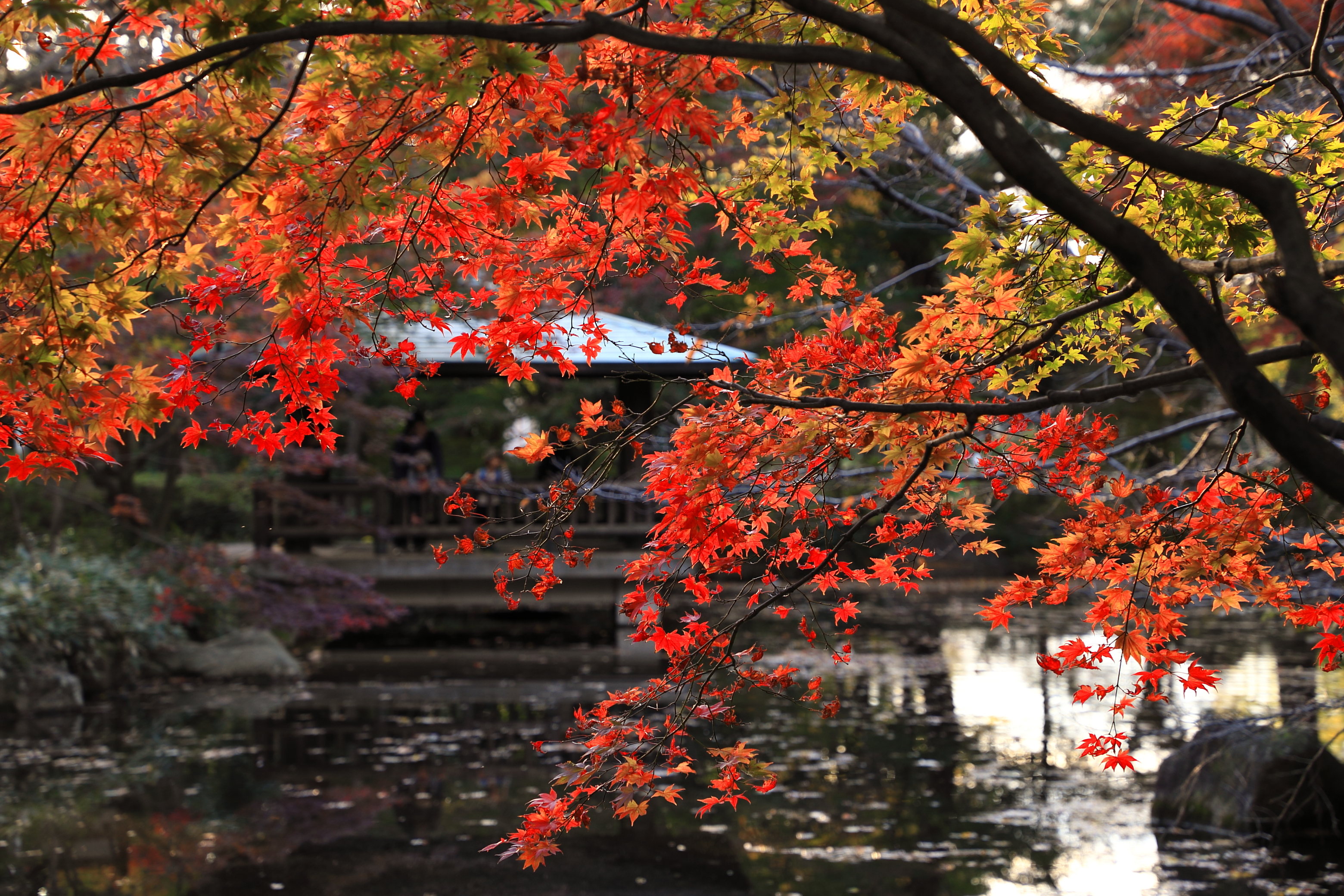 紅葉