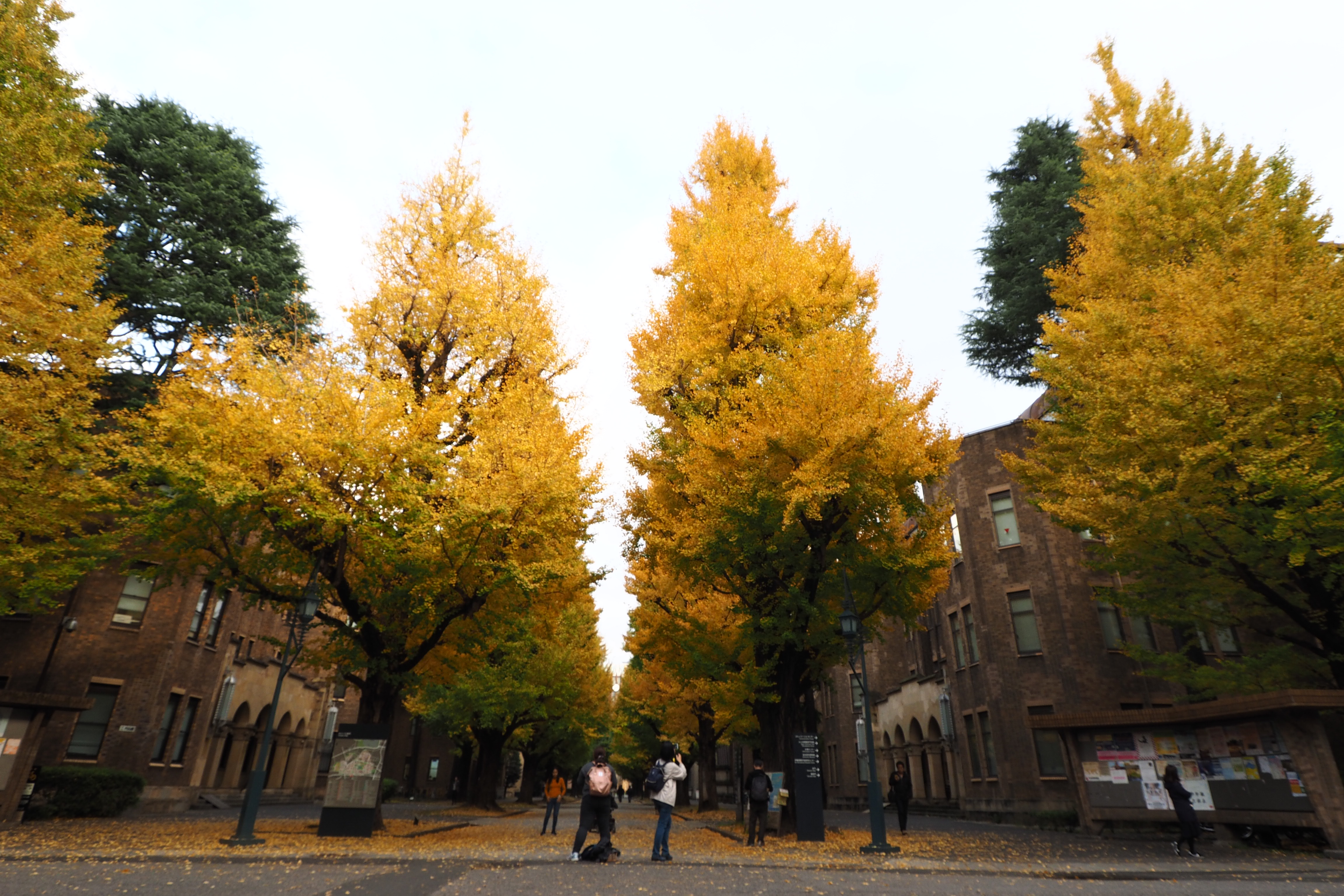 東京大学本郷キャンパス