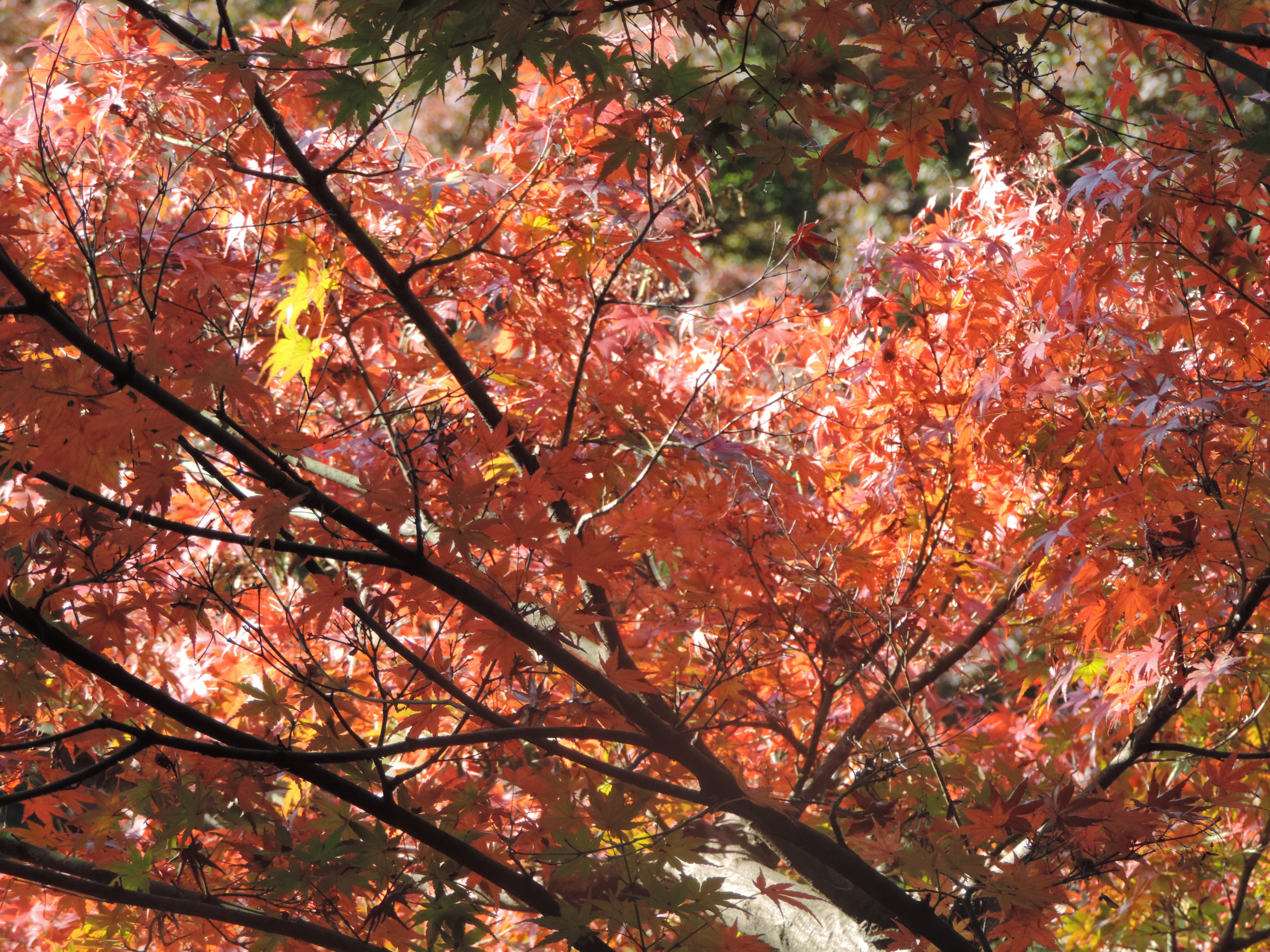 紅葉・黄葉の季節