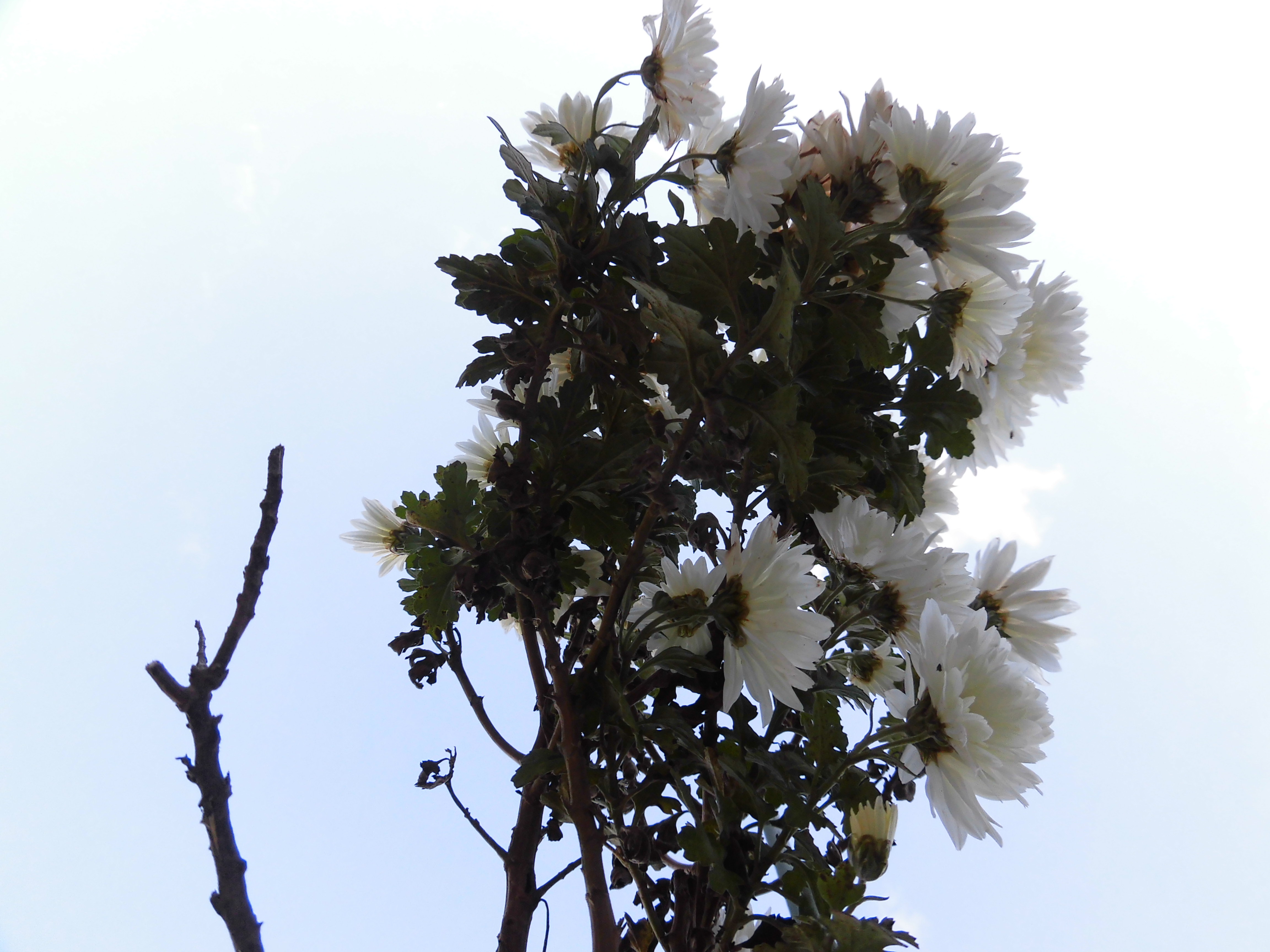冬の白菊