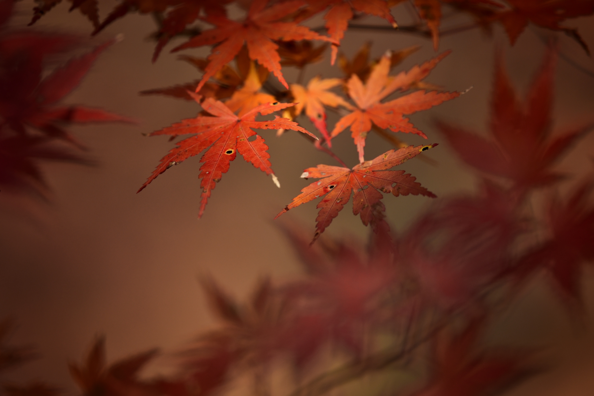 木漏れ日のもみじ