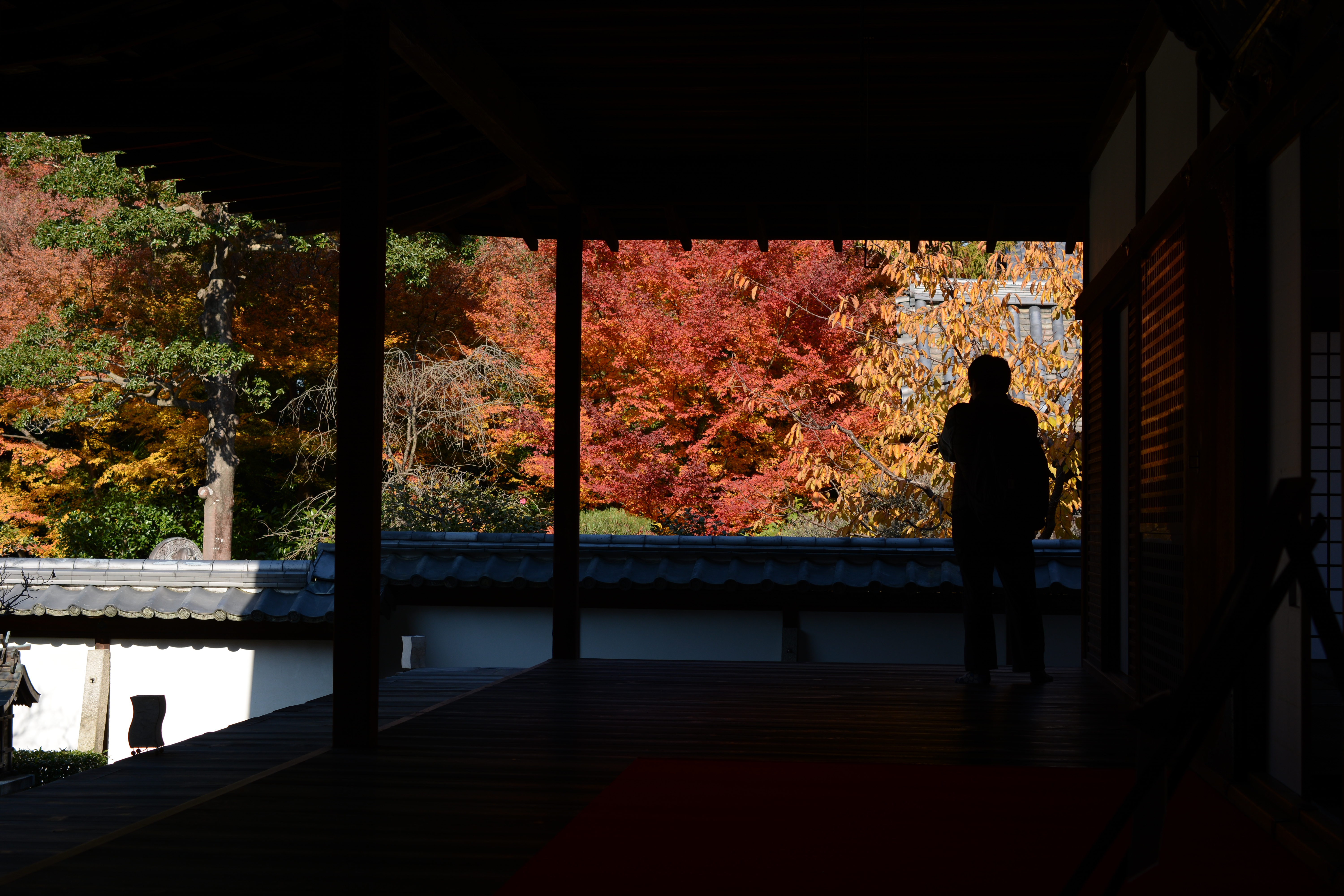 紅葉(京都、雲龍院にて)
