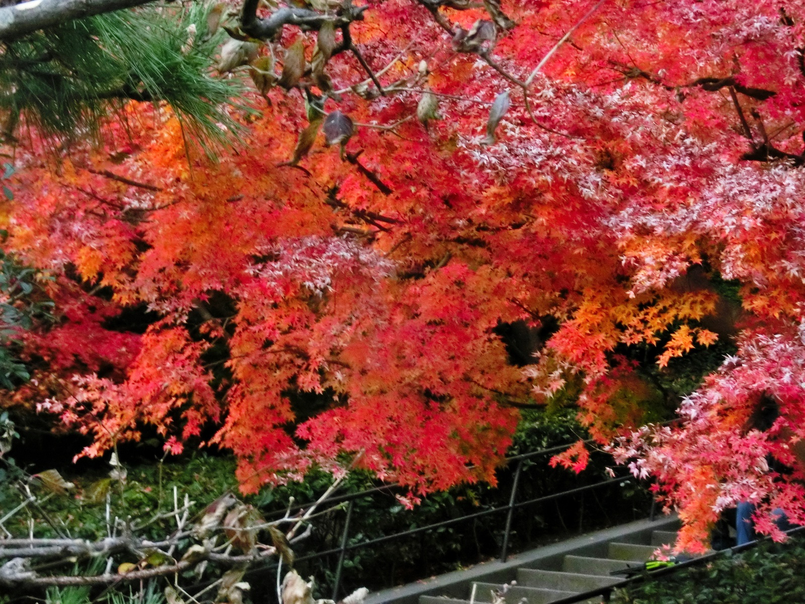 階を覆う紅白