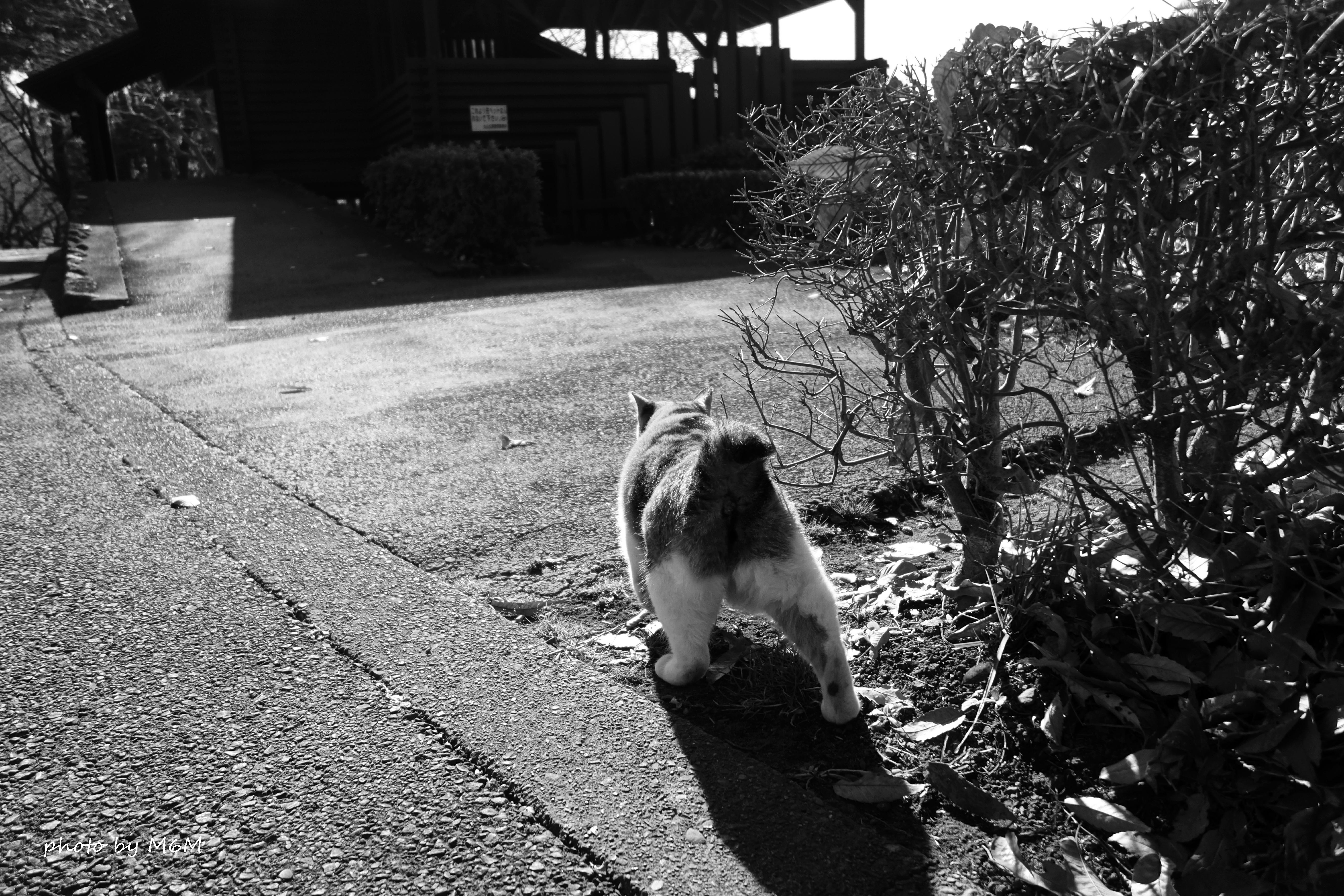 ついてこい若造!