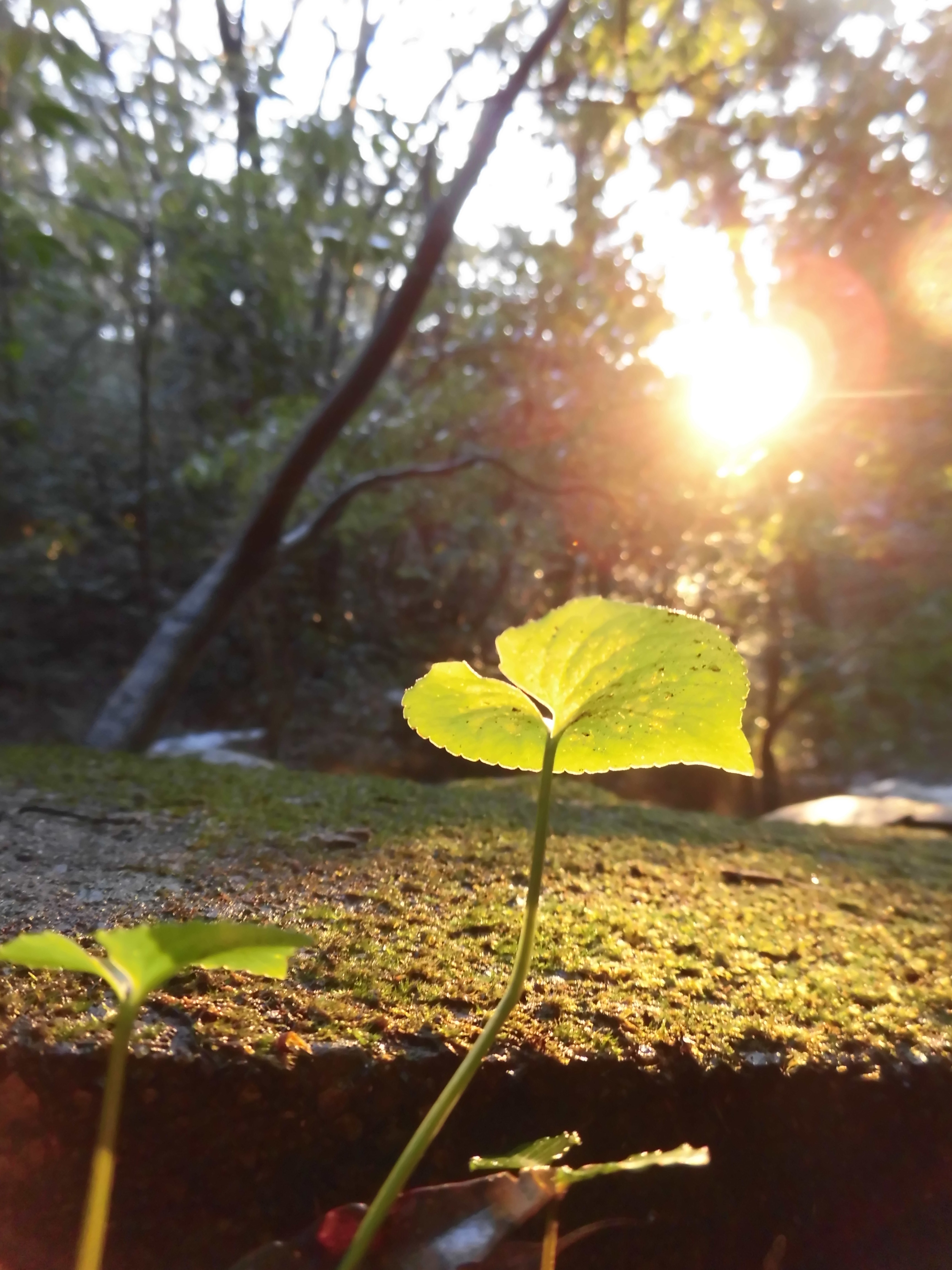 夕日に照らされて