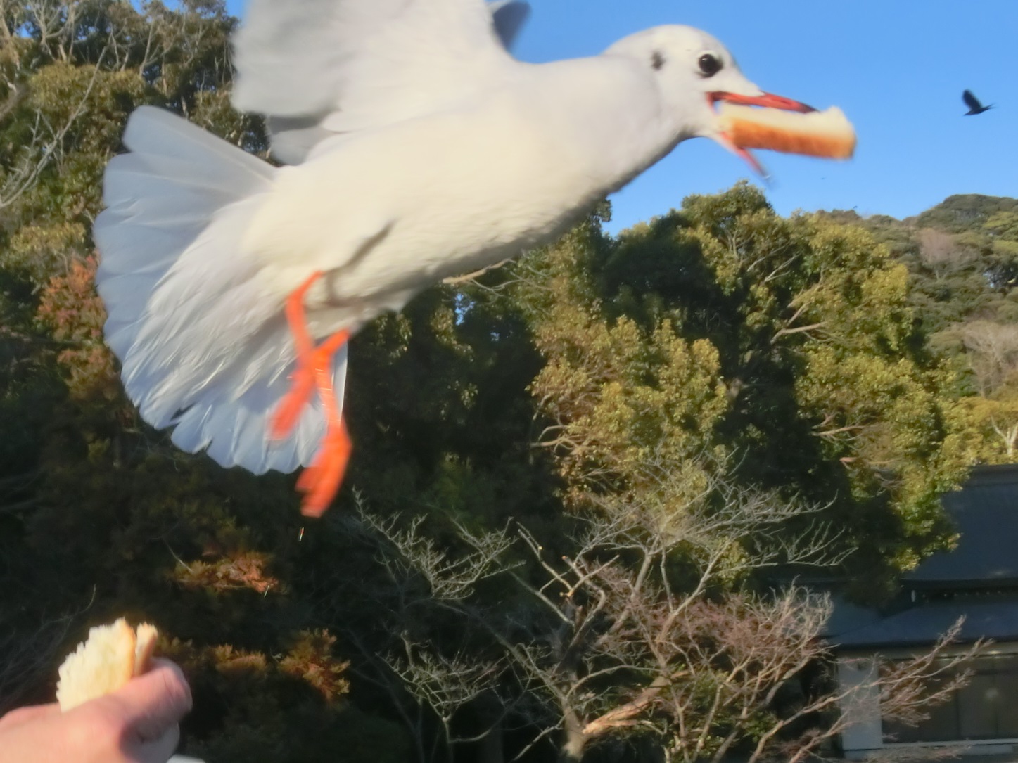 器用欲張り