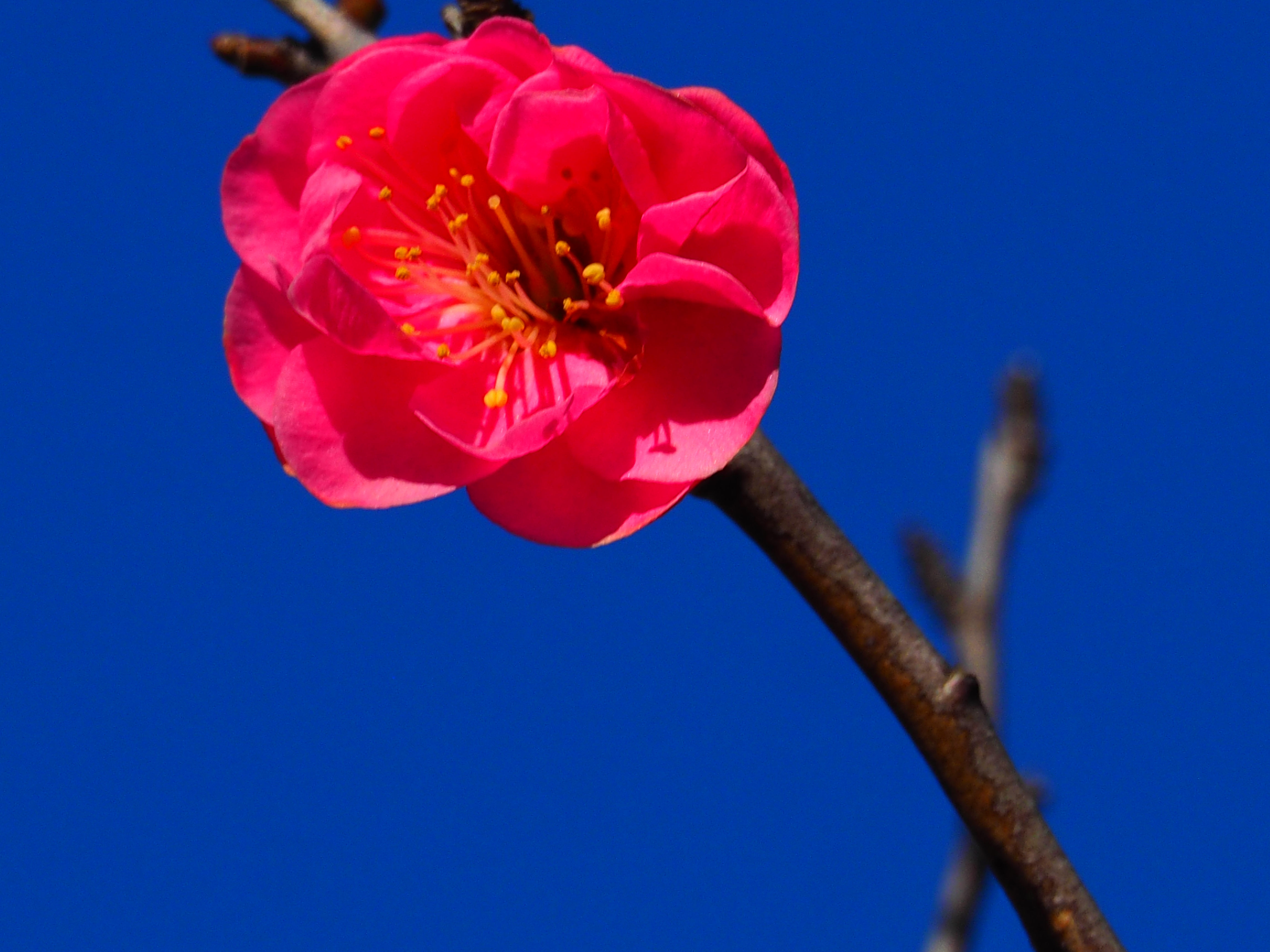 紅梅も
