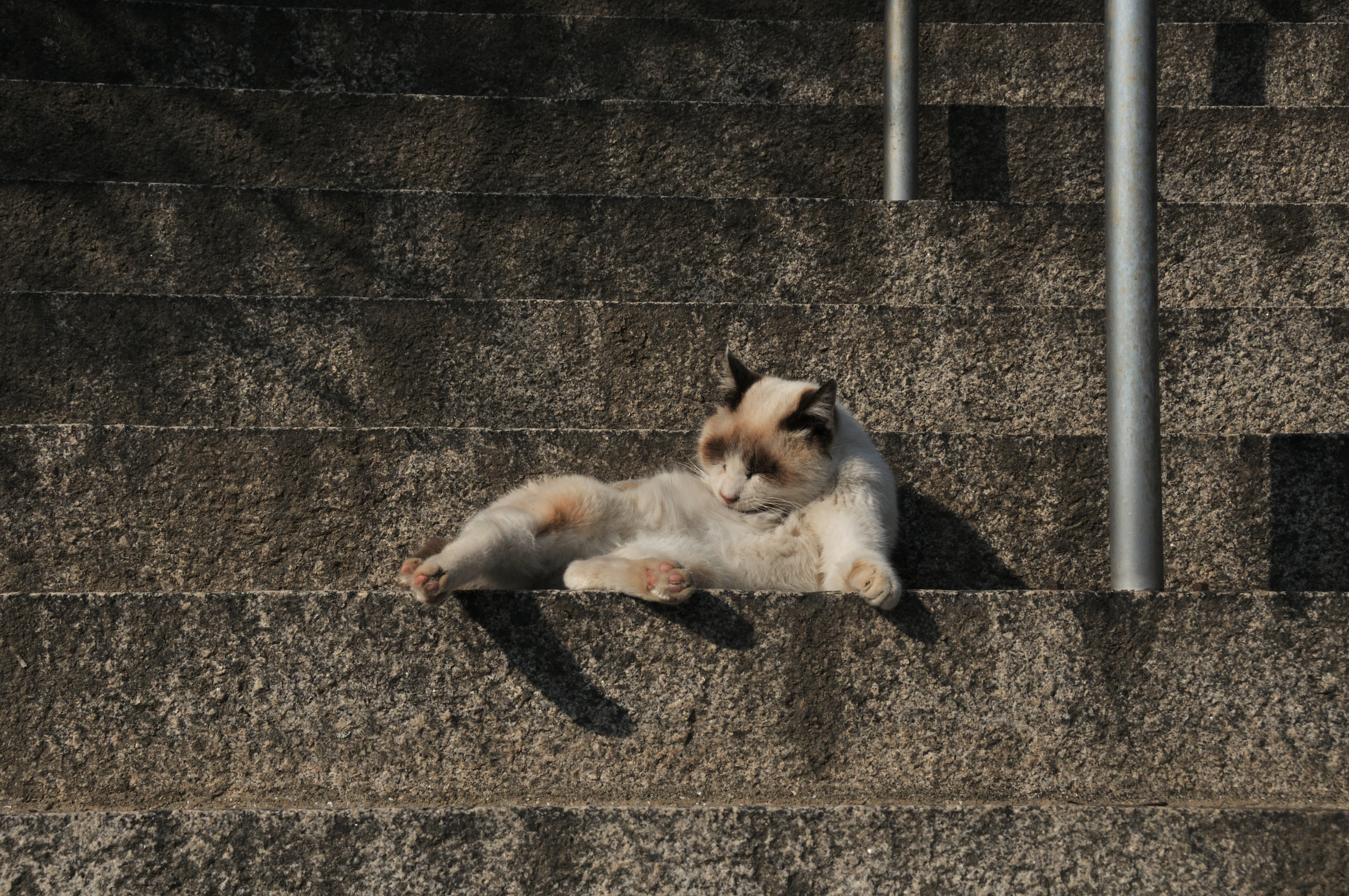 風貌パンダ猫