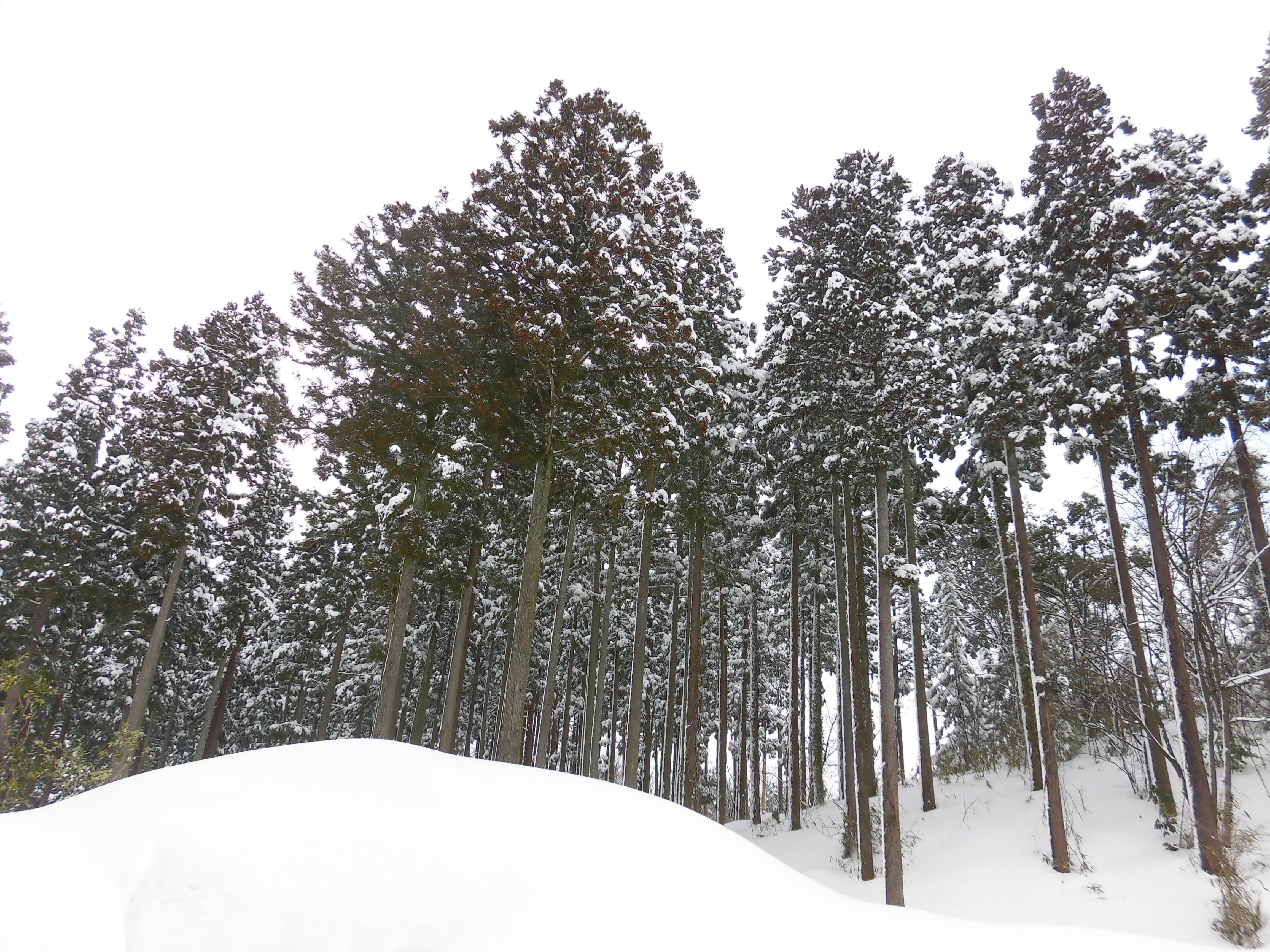 雪化粧
