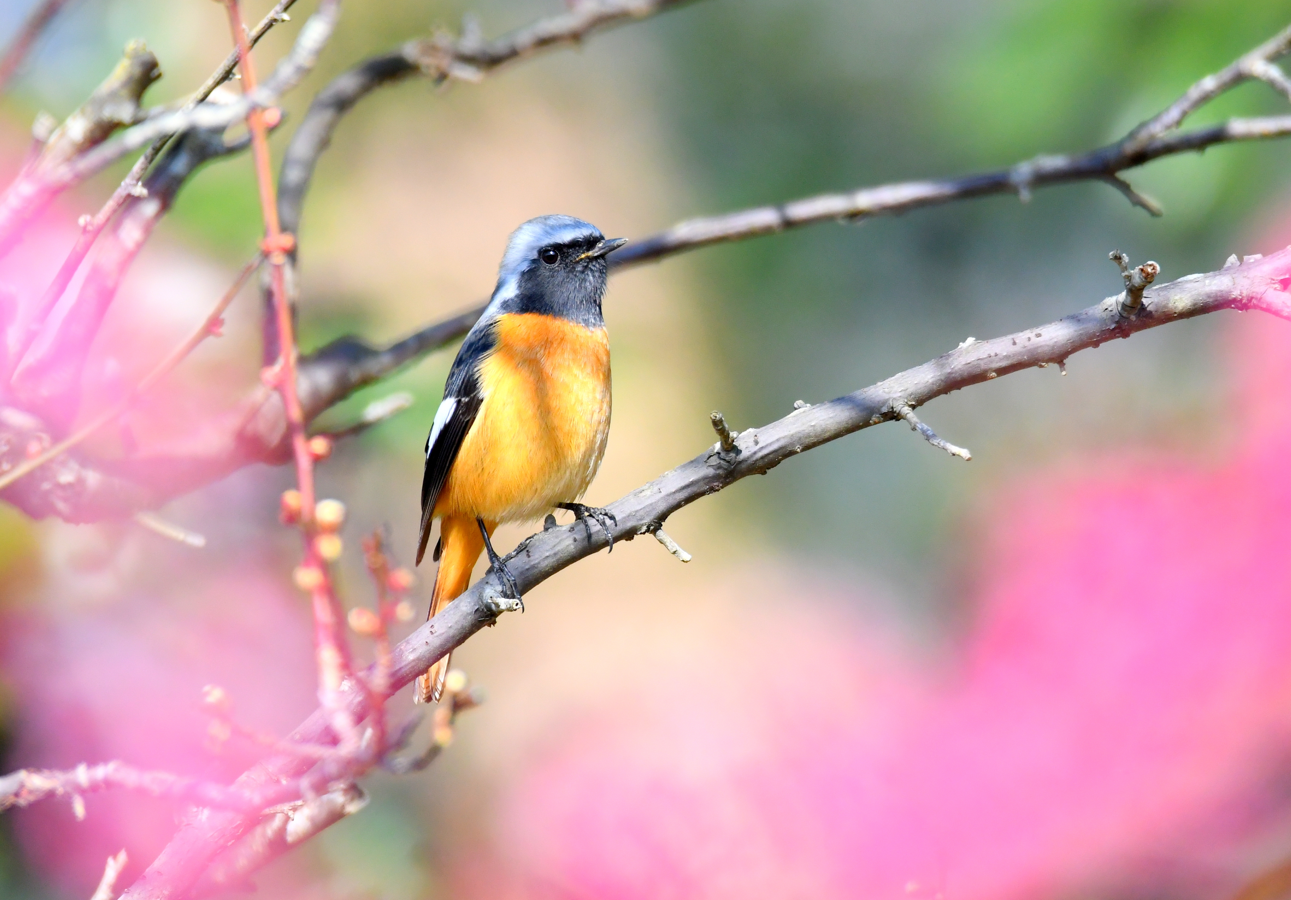 春色ジョウビタキ