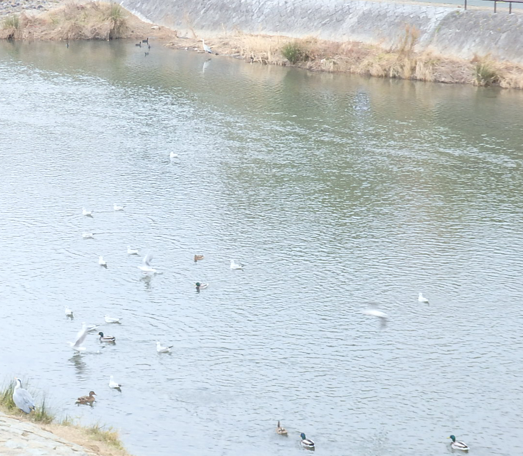鴨川の水鳥・冬