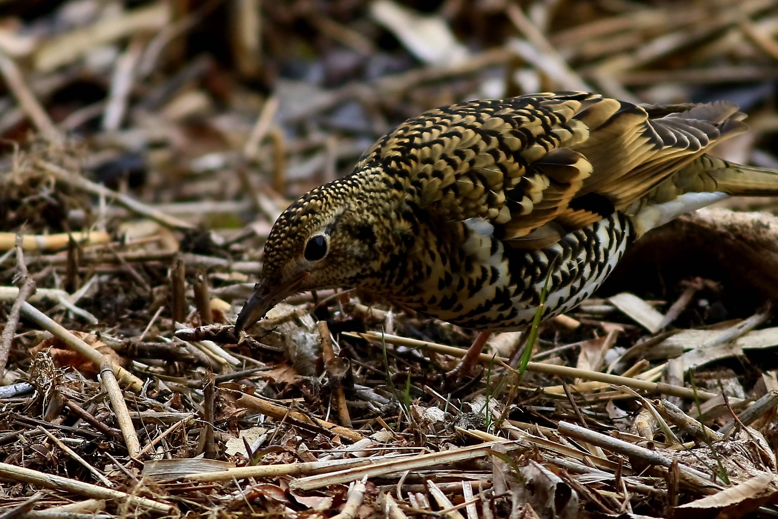 今度はカナヘビ? 捕食