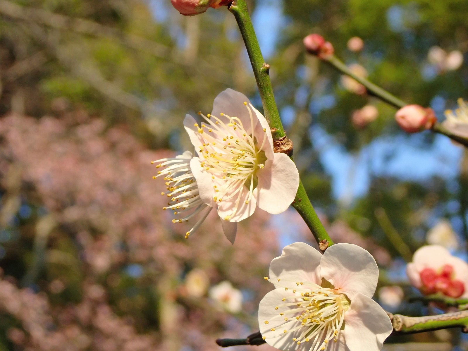 梅桜共演