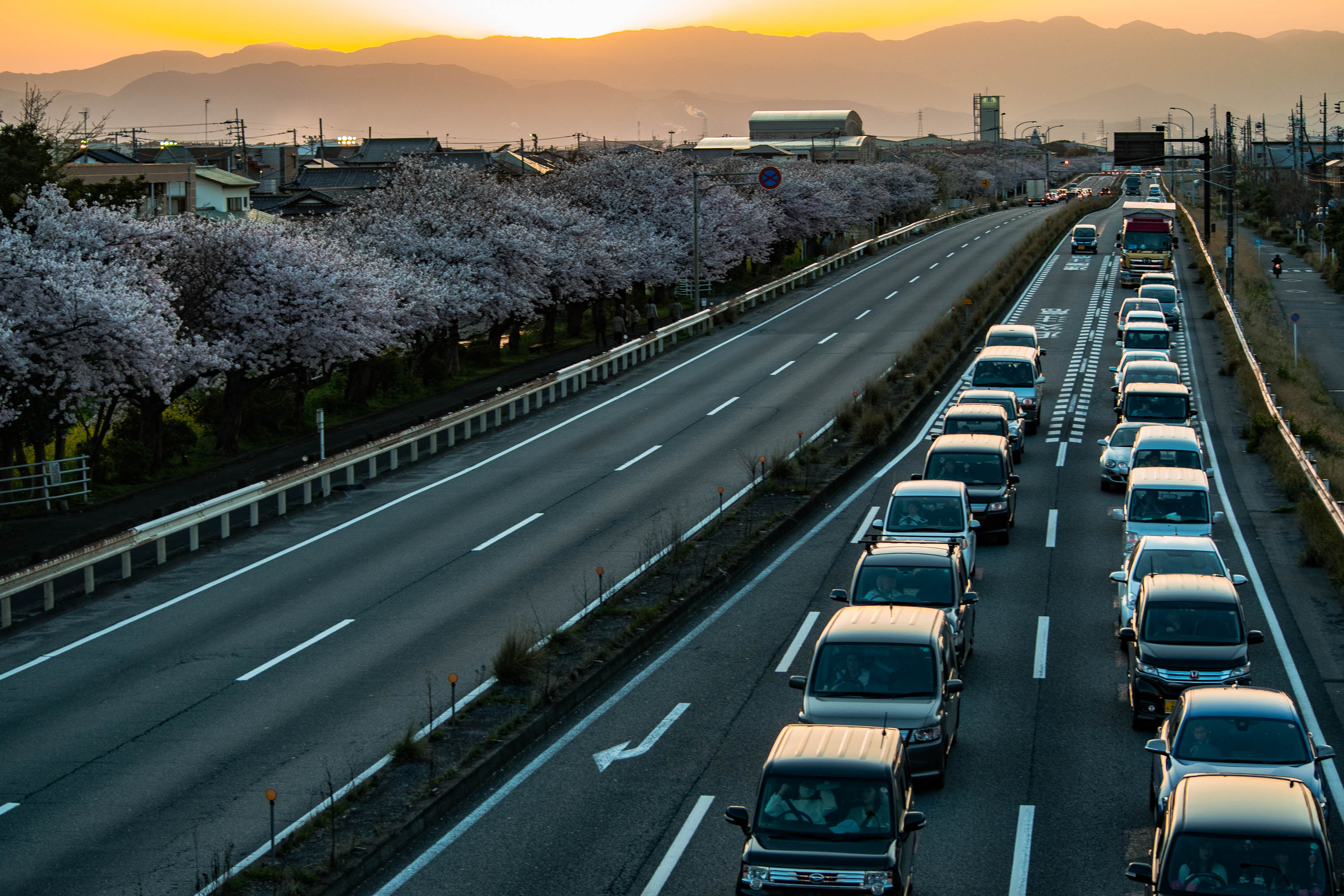 帰宅ラッシュの桜並木