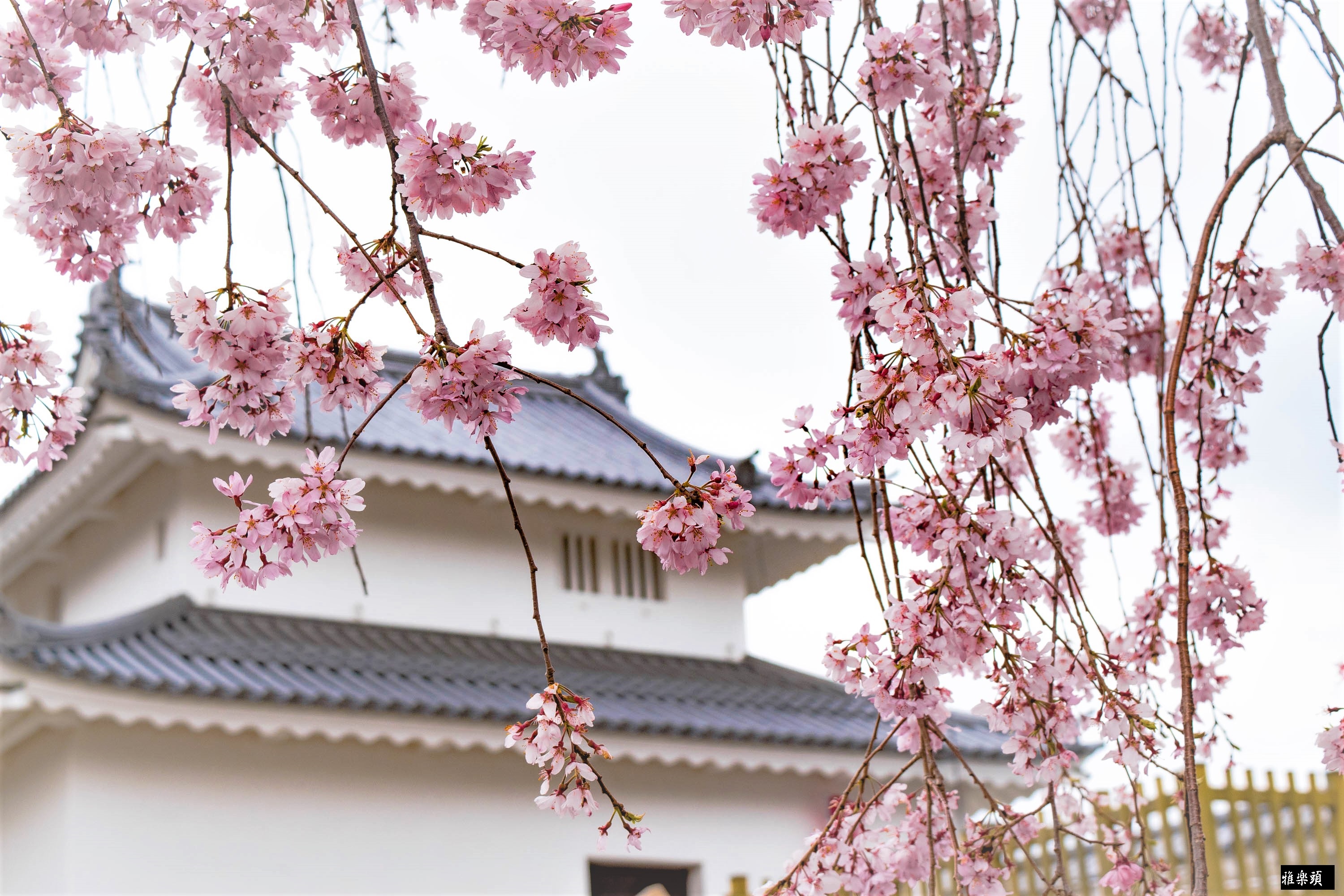 城址の枝垂れ桜