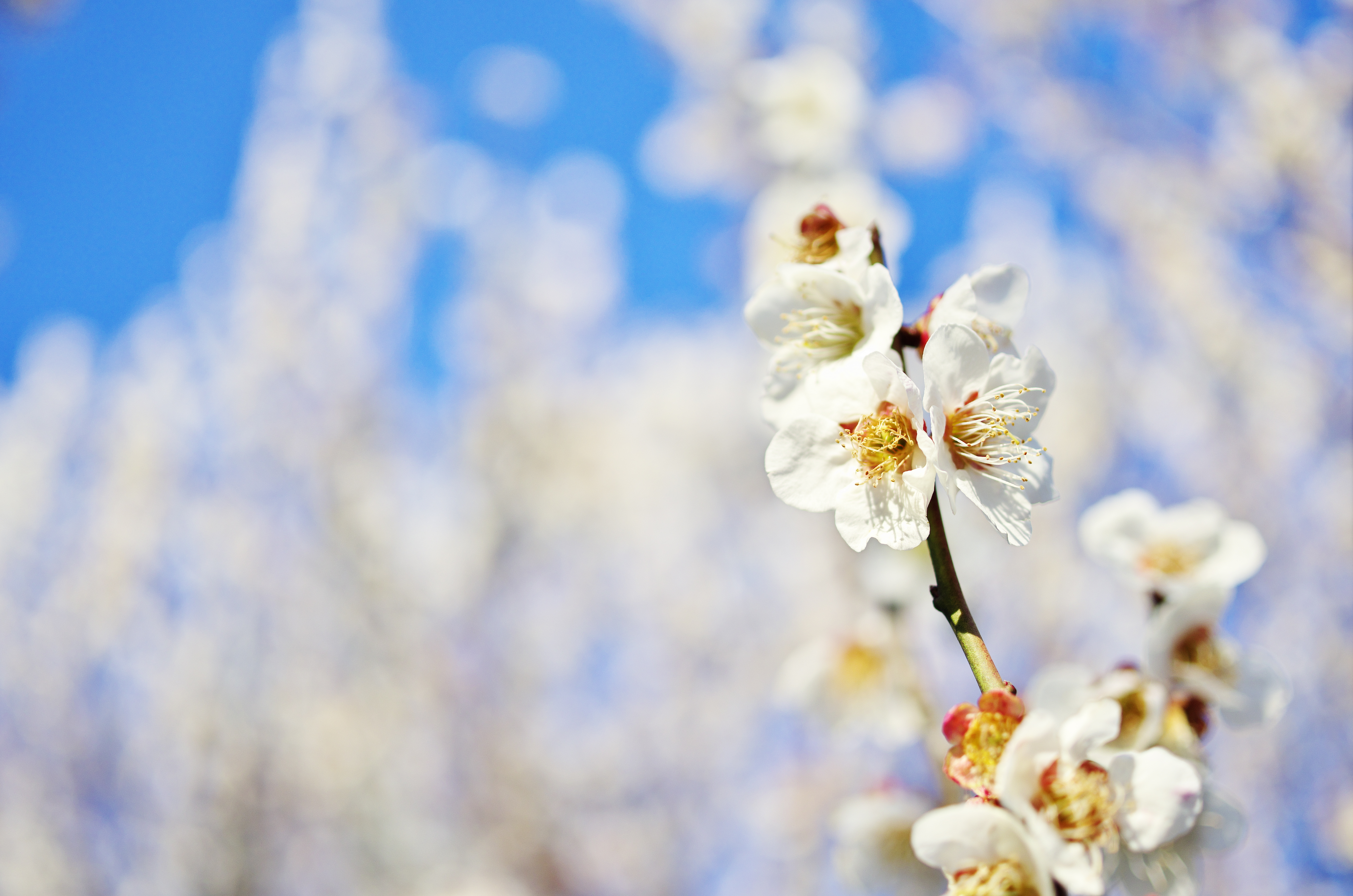 White & SkyBlue