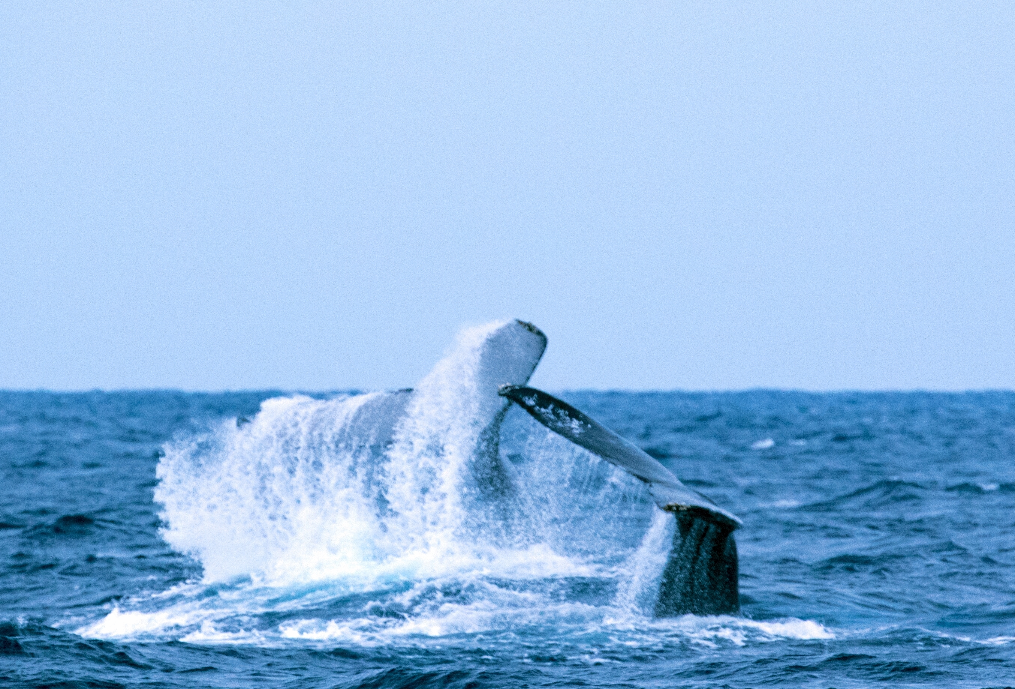 クジラを追う ③ ザトウクジラ