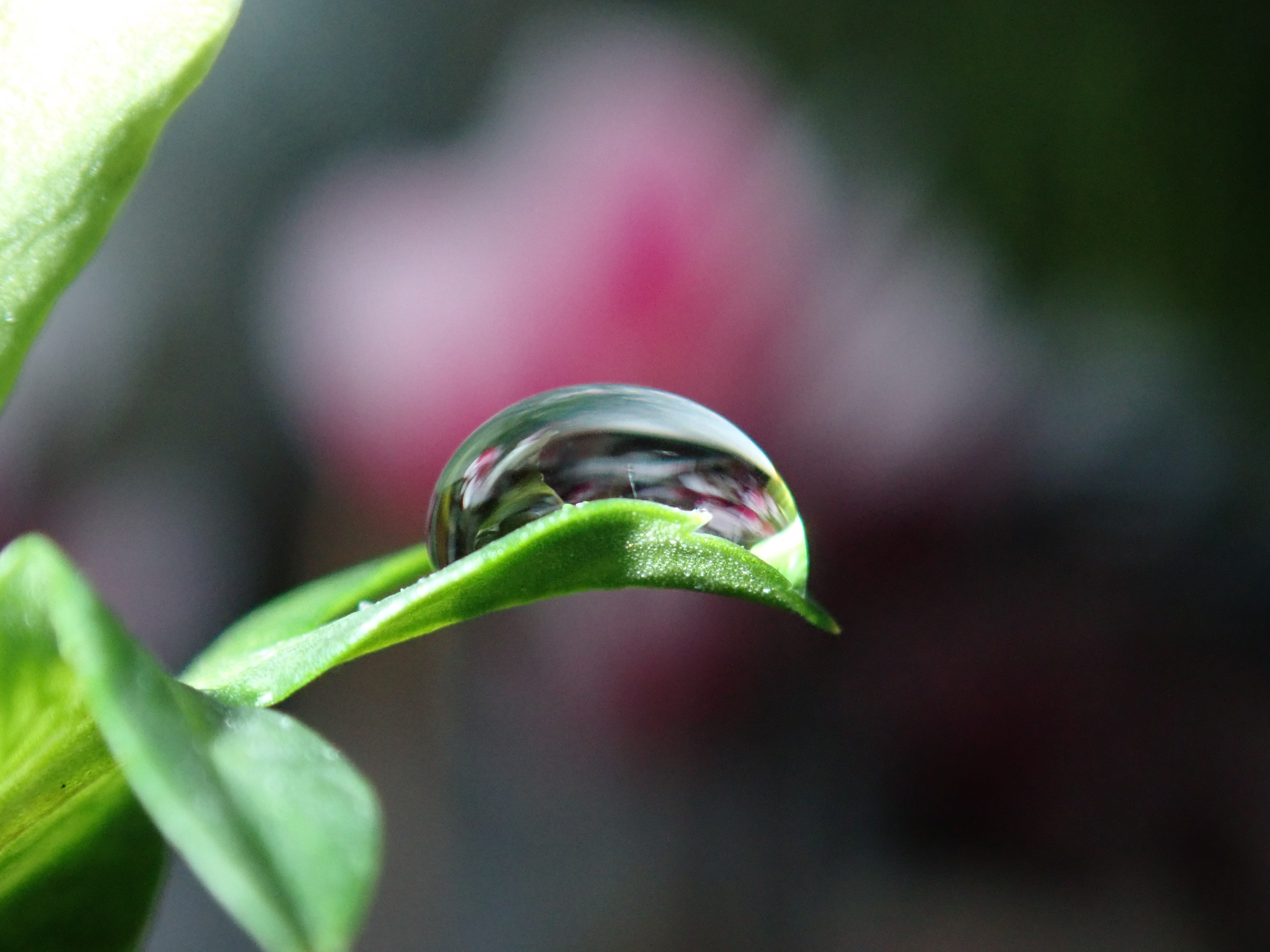 水滴撮り
