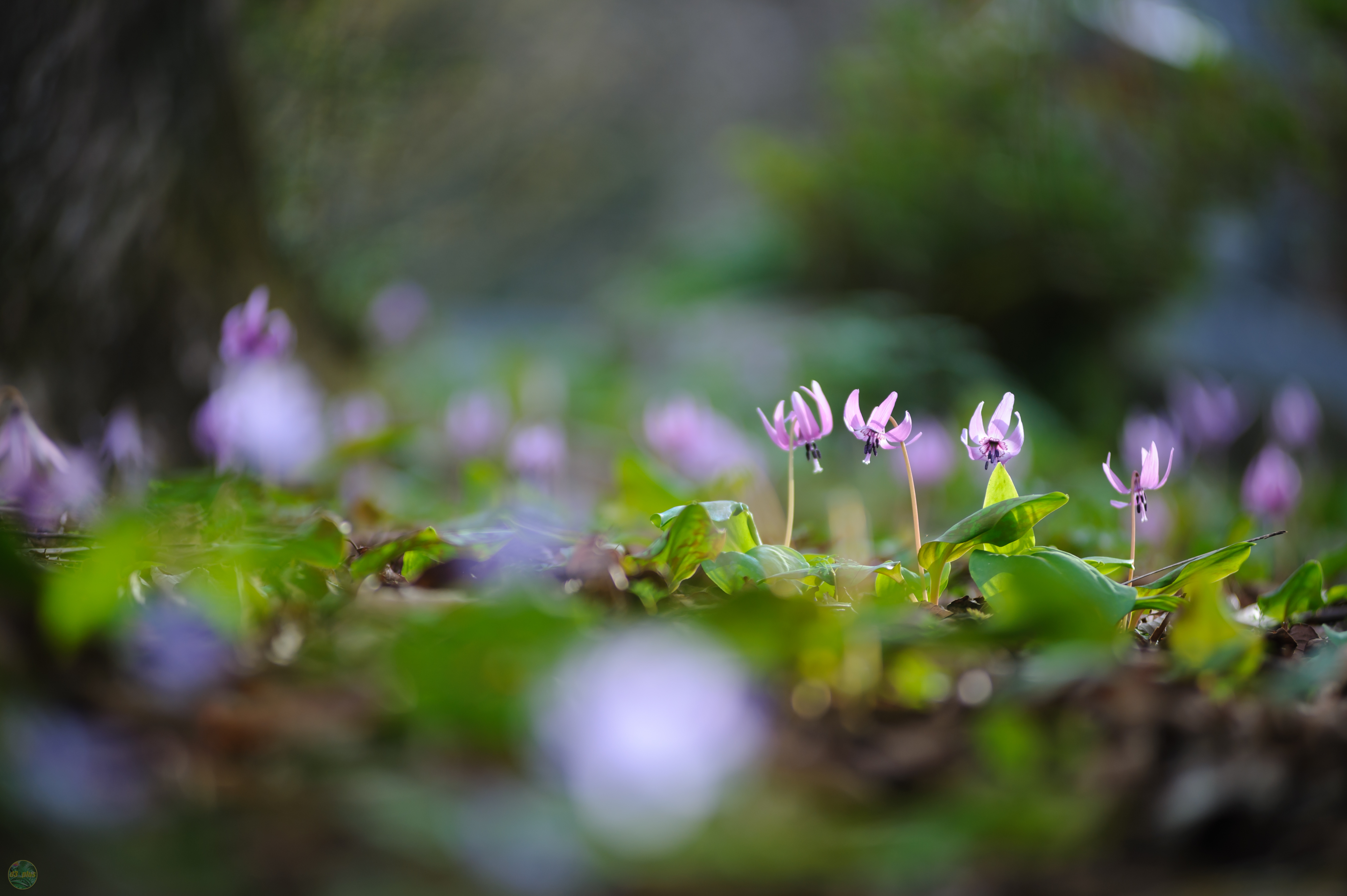 Spring Ephemeral