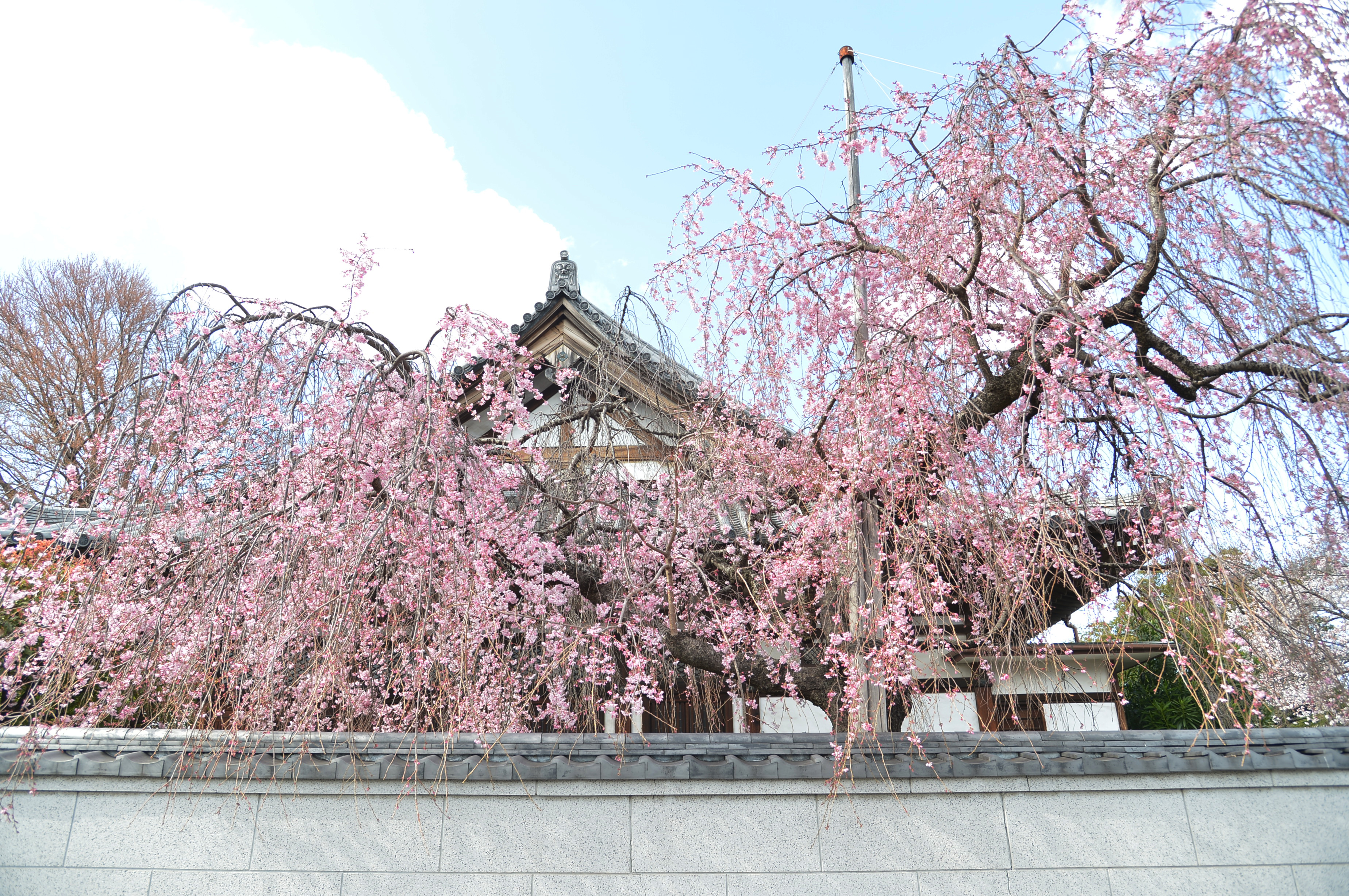 今日、この枝垂れ桜の寿命を感じた