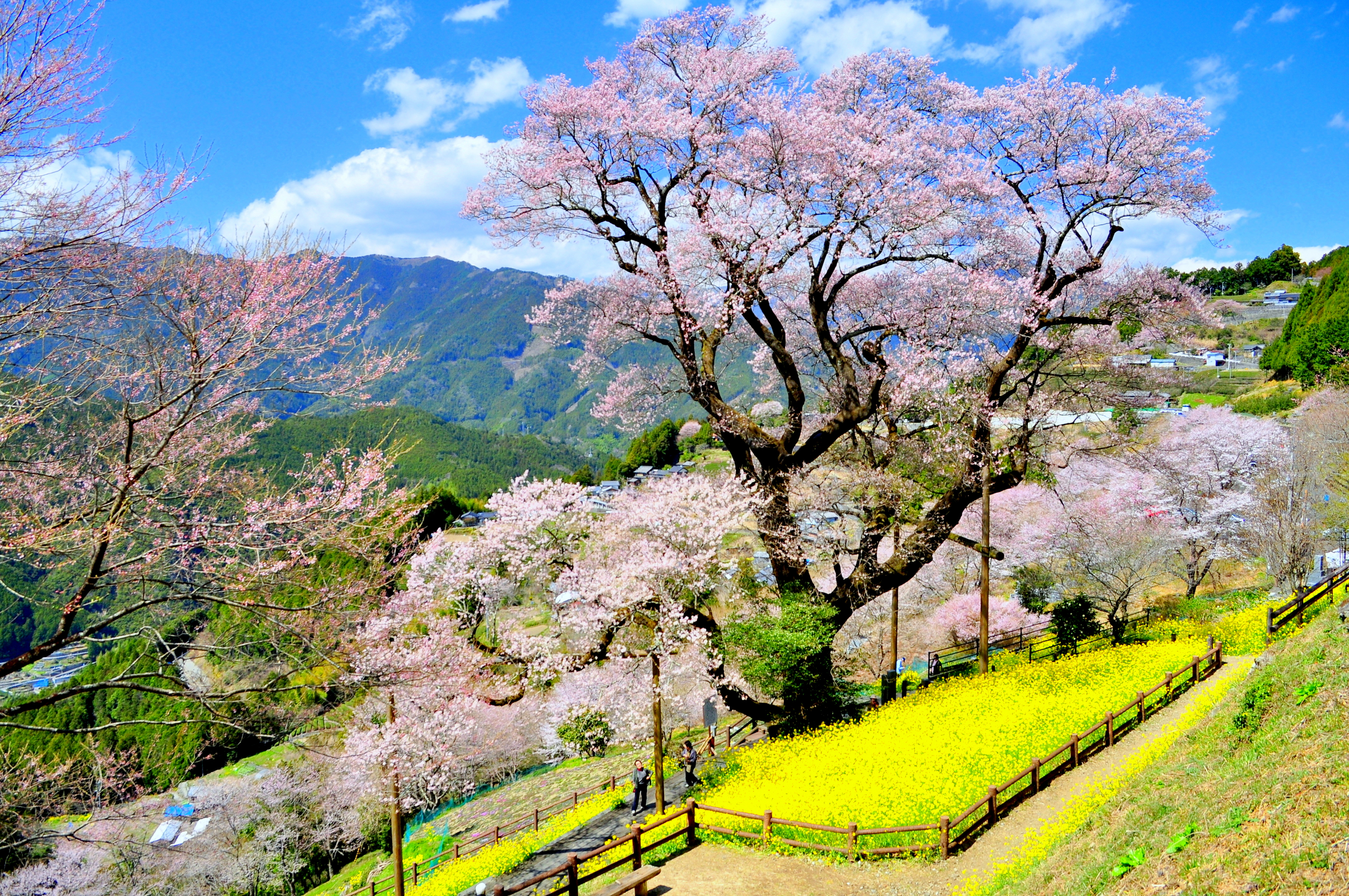 ひょうたん桜