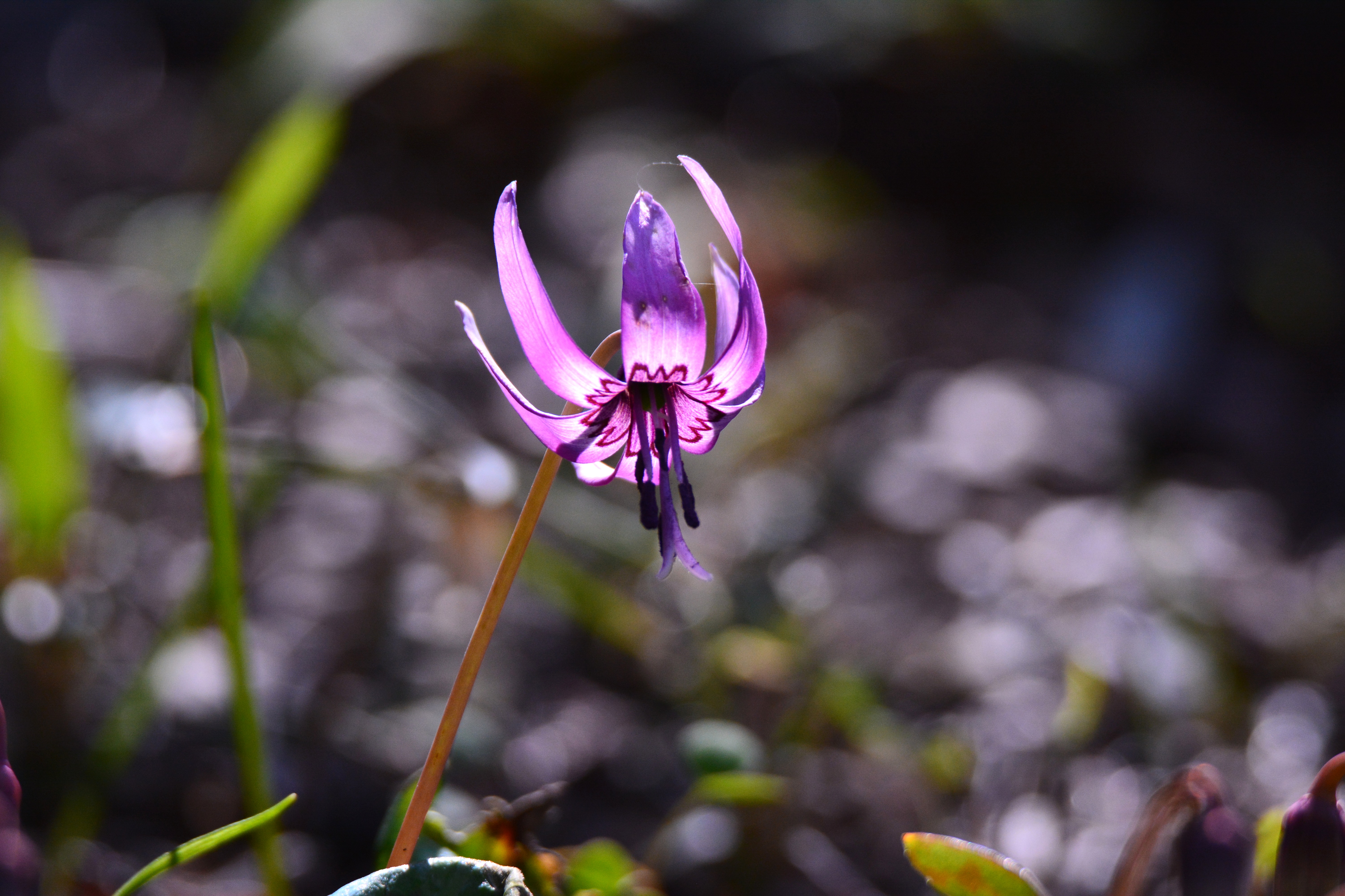 朝の光を受けて美しく開花