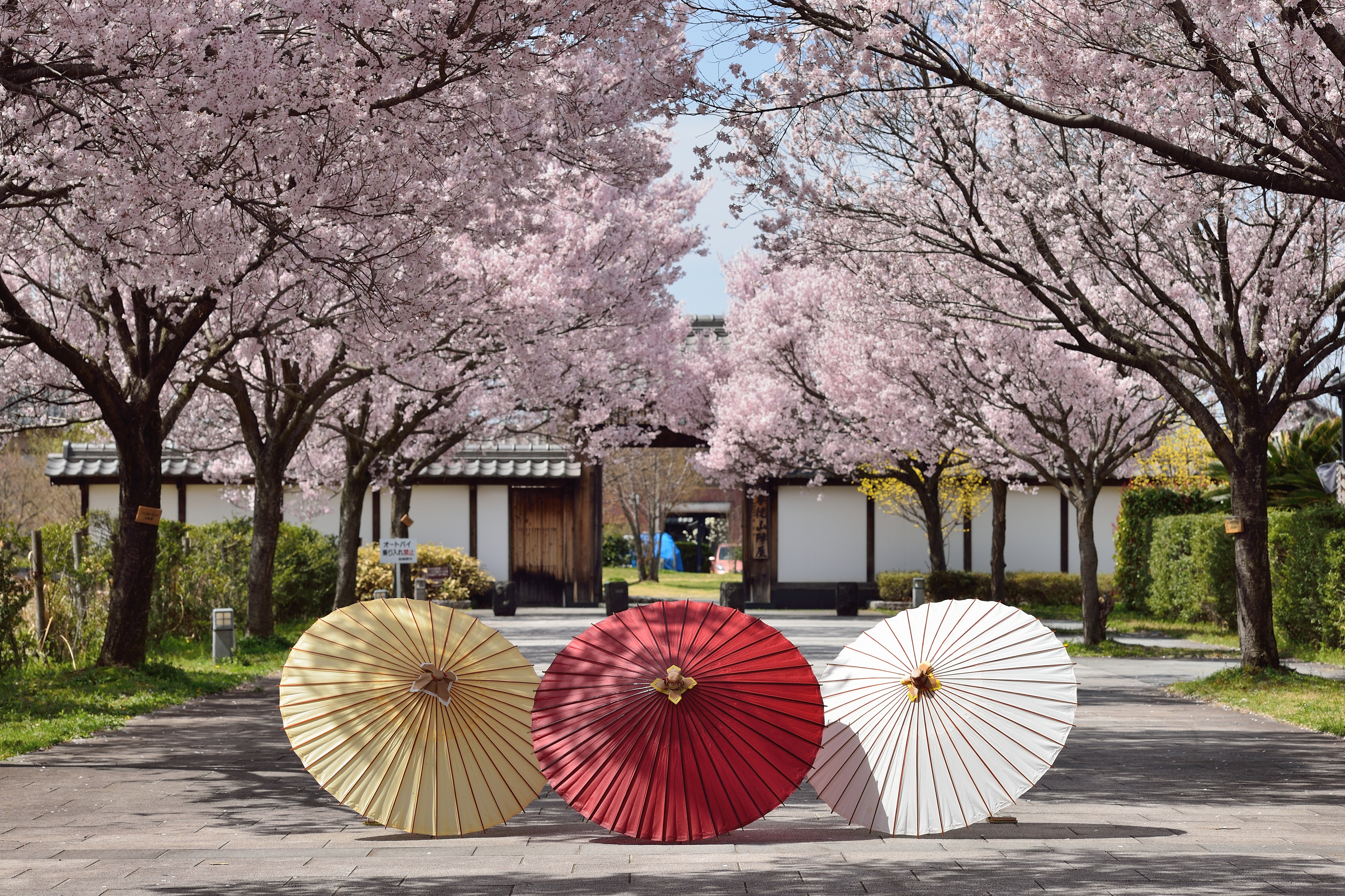 桜 はじまりました