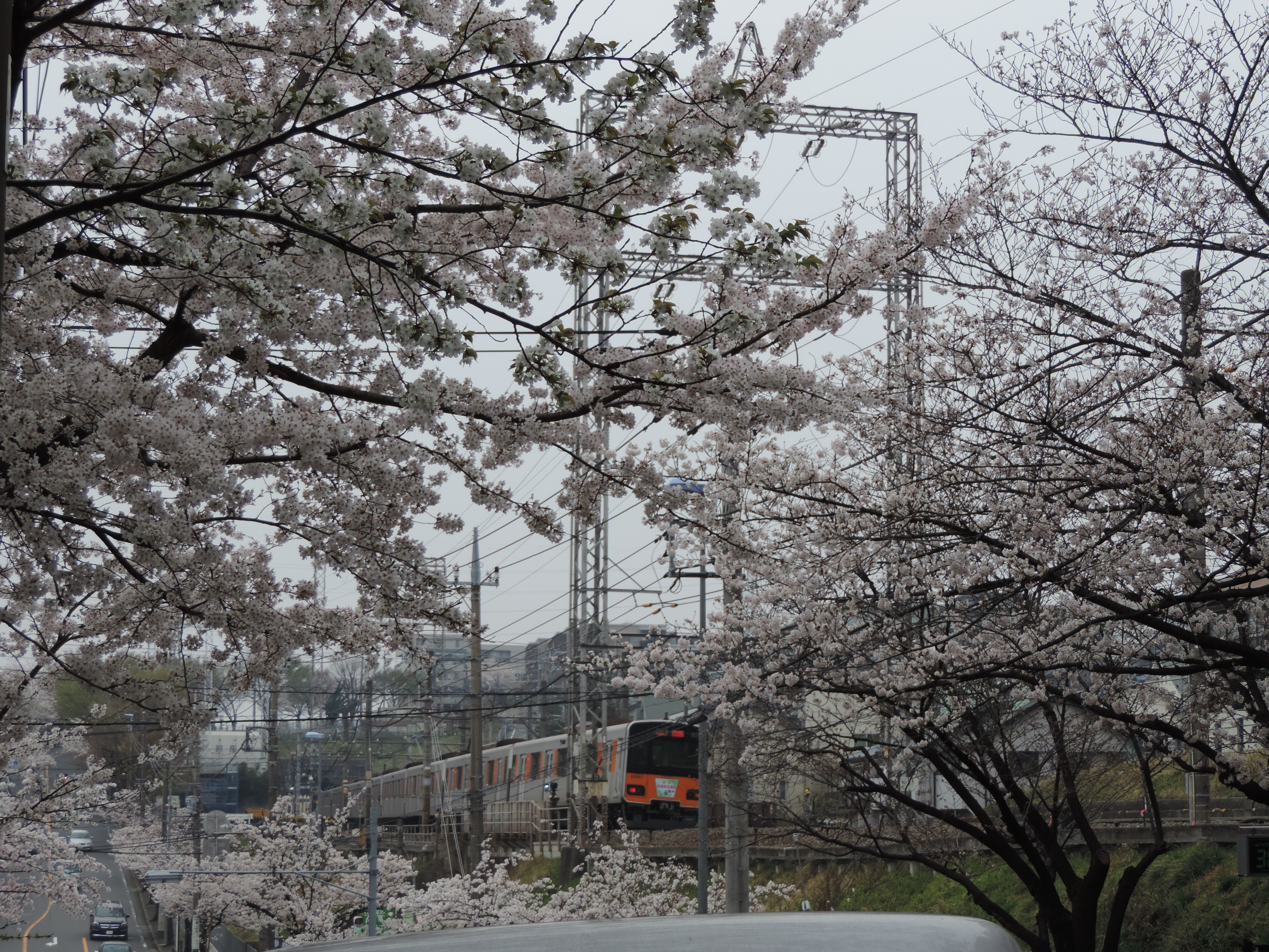 満開の桜に囲まれて