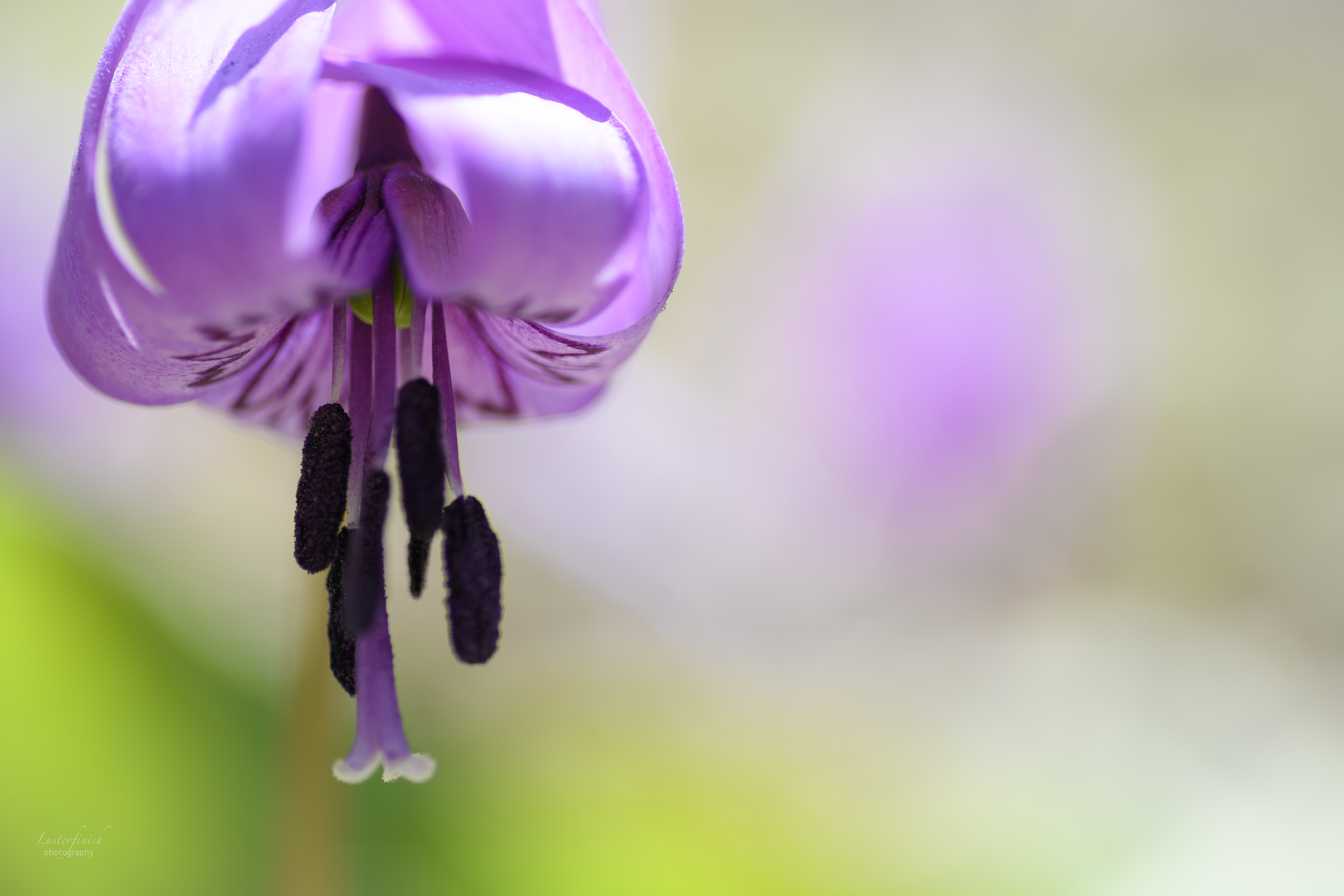 カタクリの花