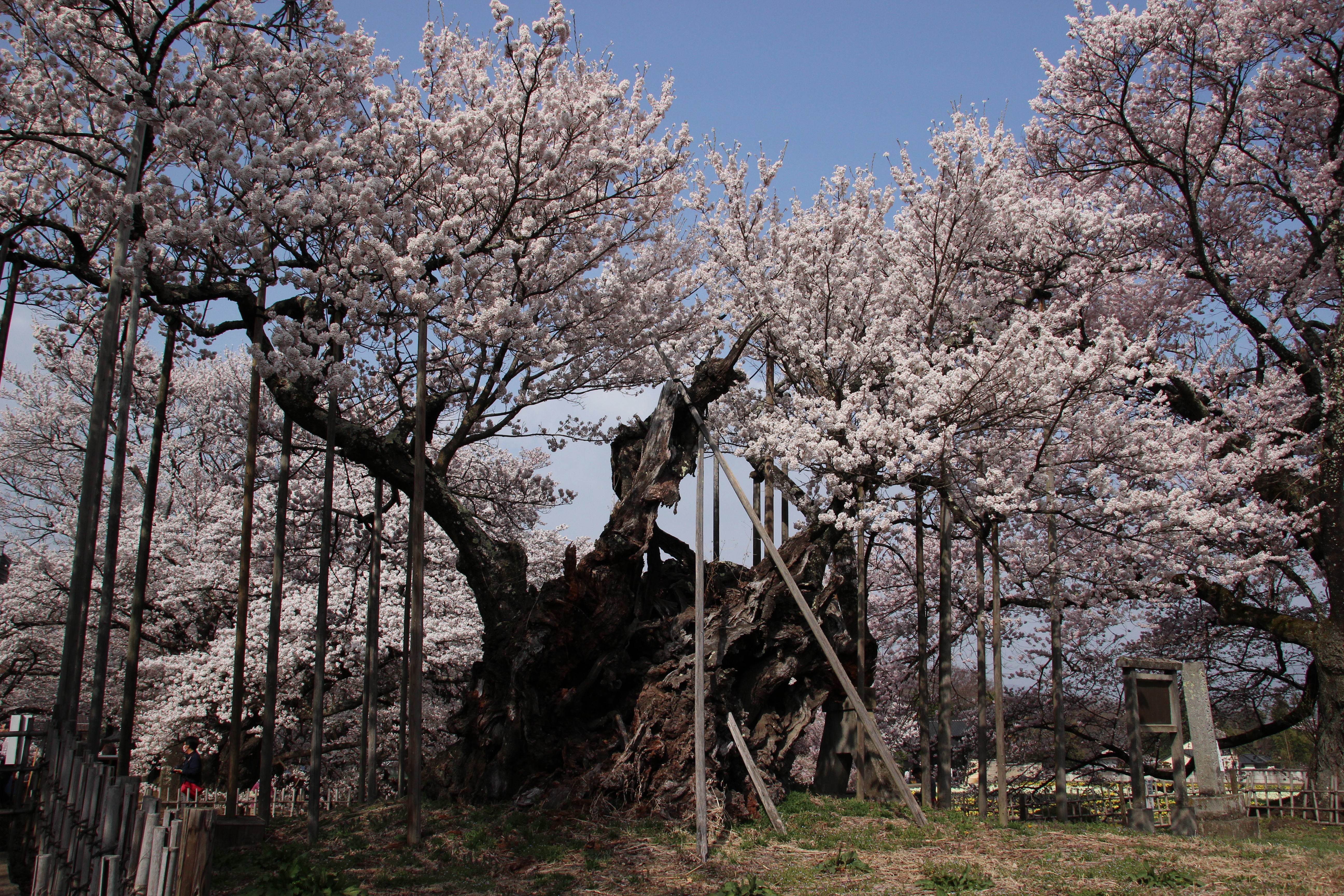 山高神代桜