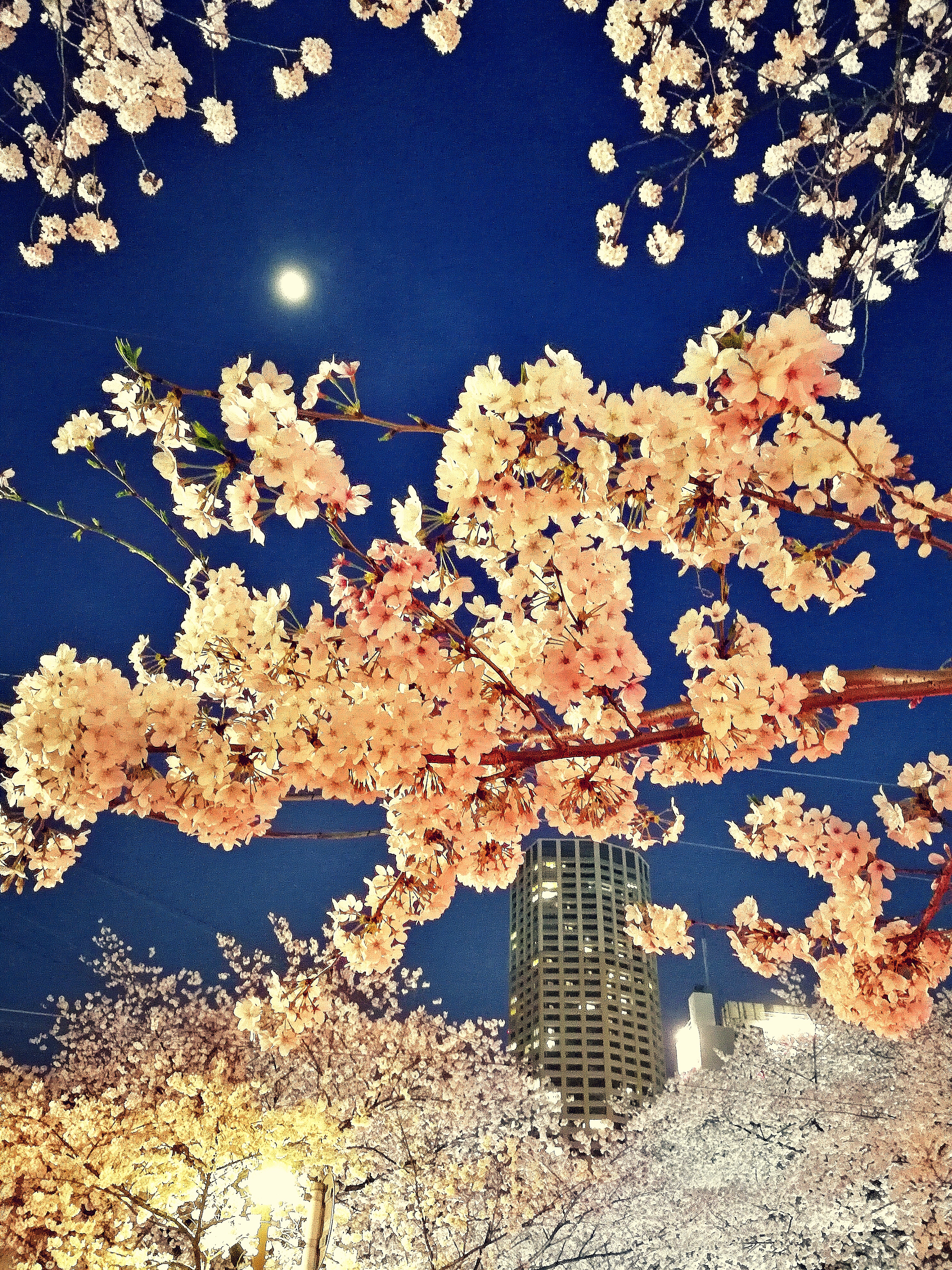 夜桜
