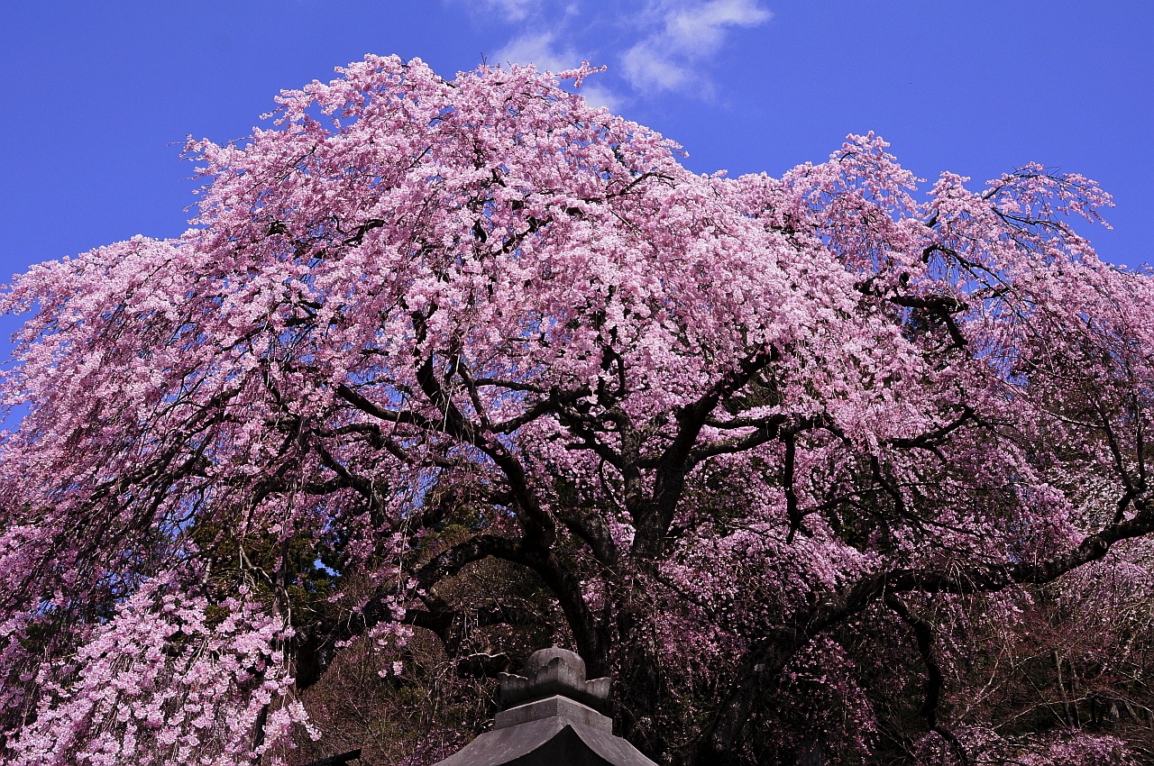南湖神社のさくら