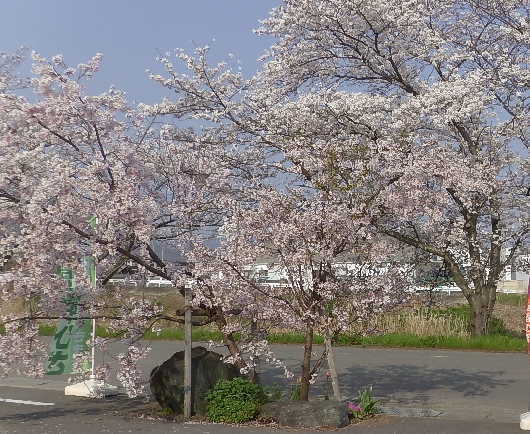 蜂須賀桜