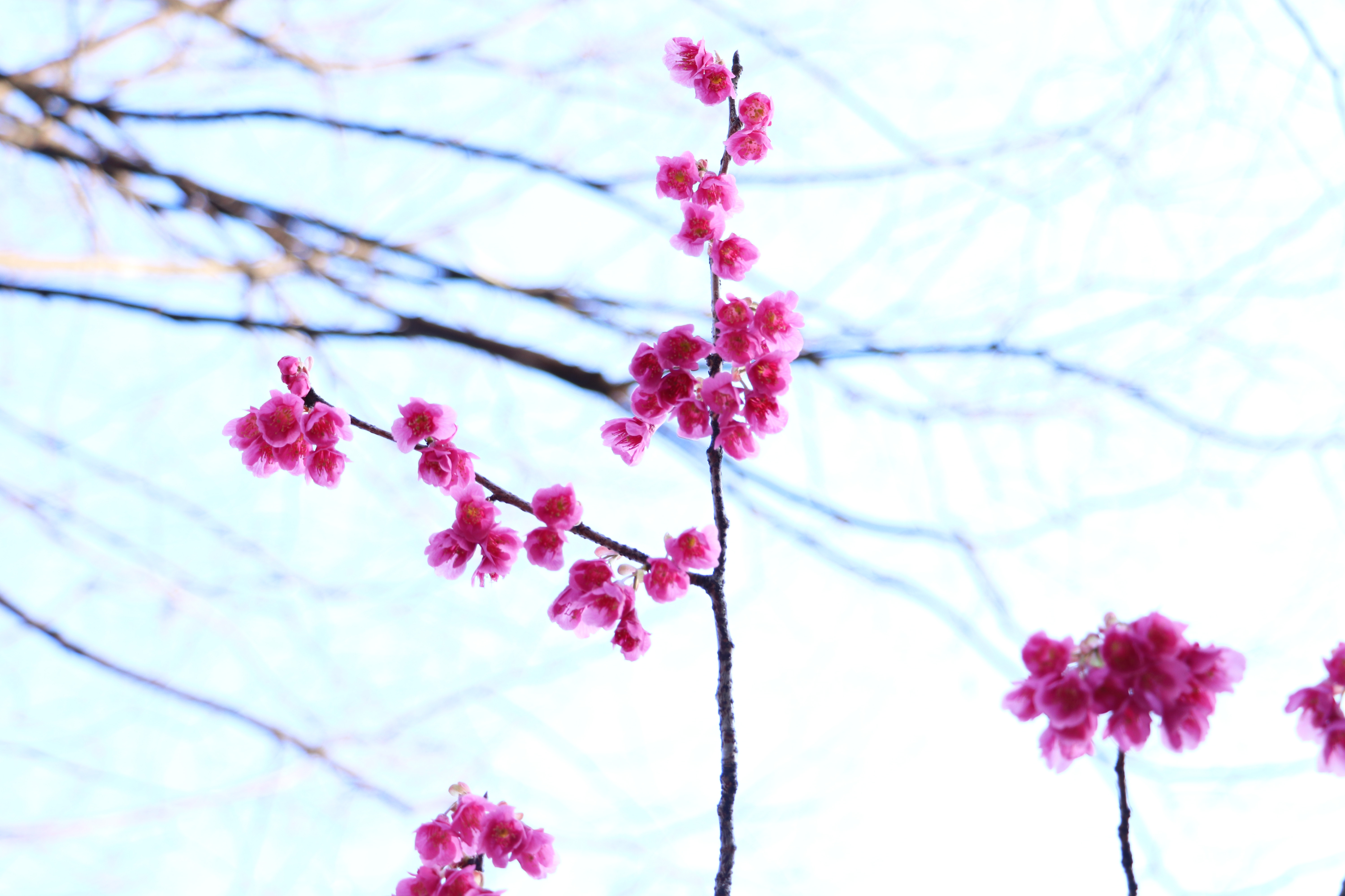 寒緋桜