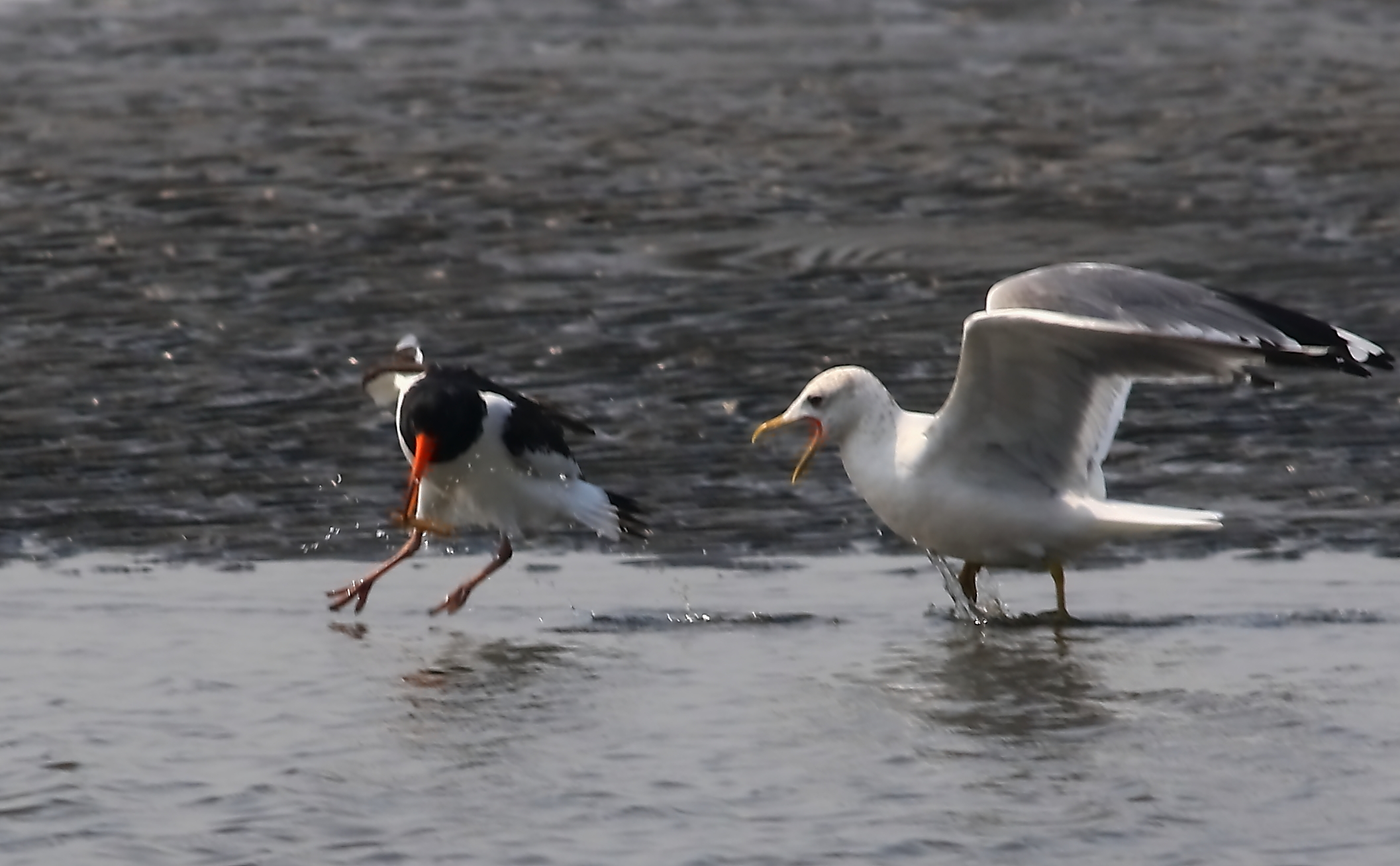 都鳥の獲物を狙う海猫
