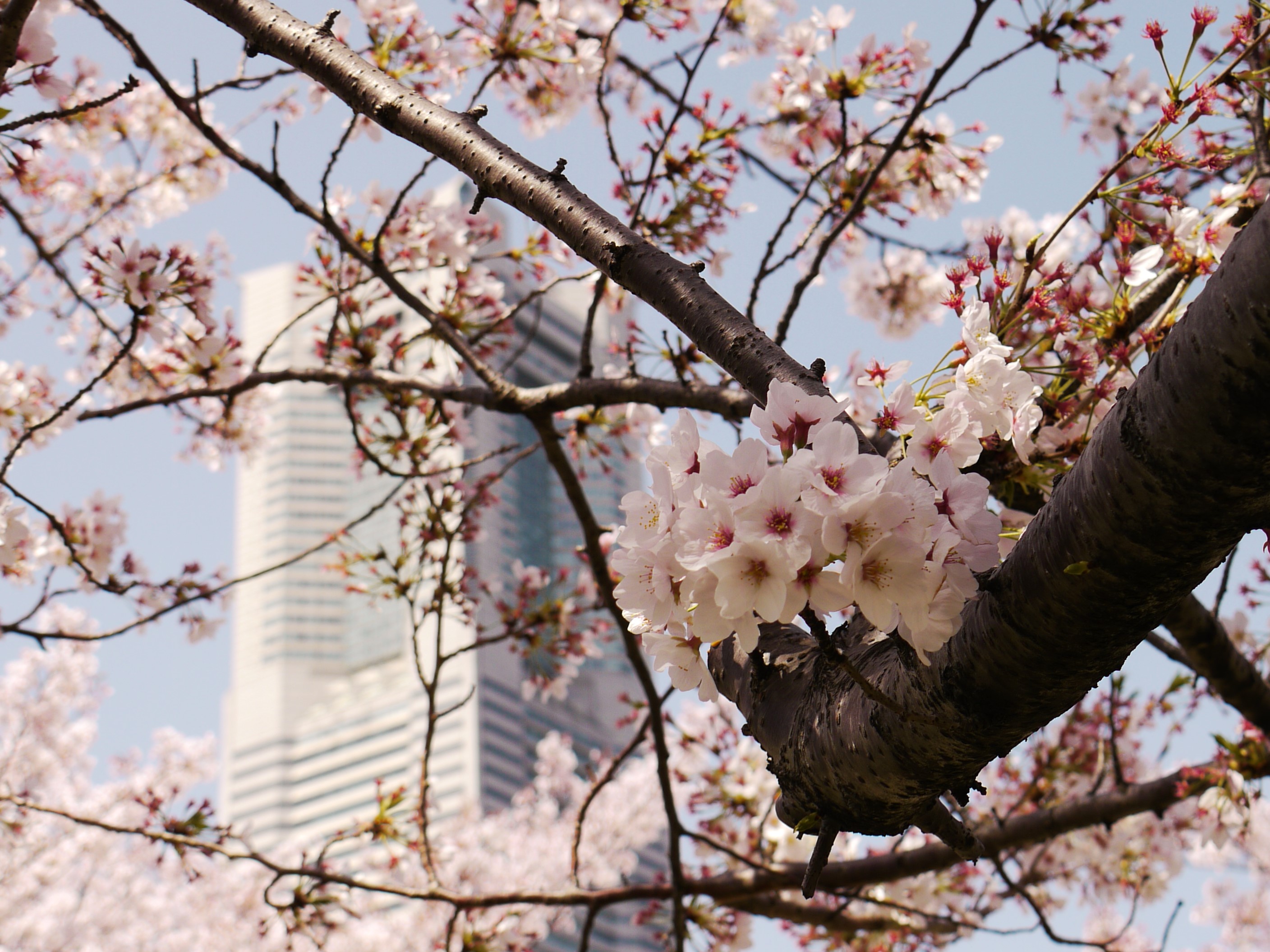 みなとの桜