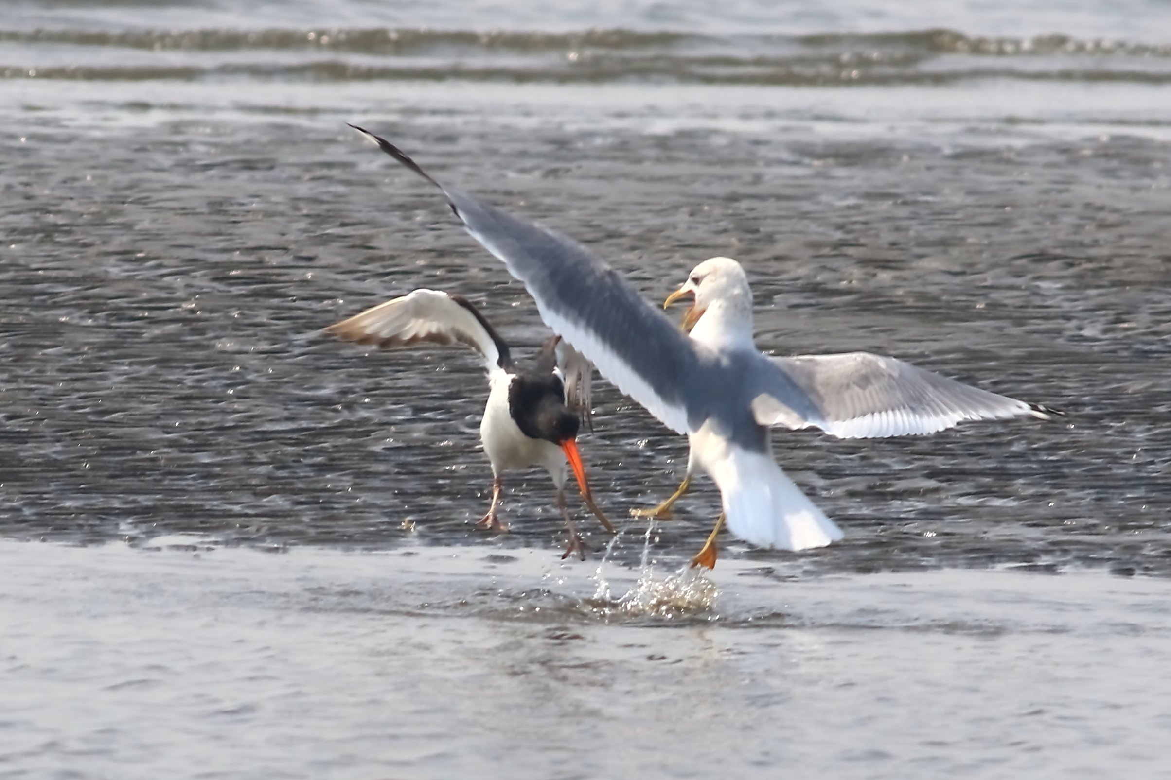 都鳥獲物放って反撃!